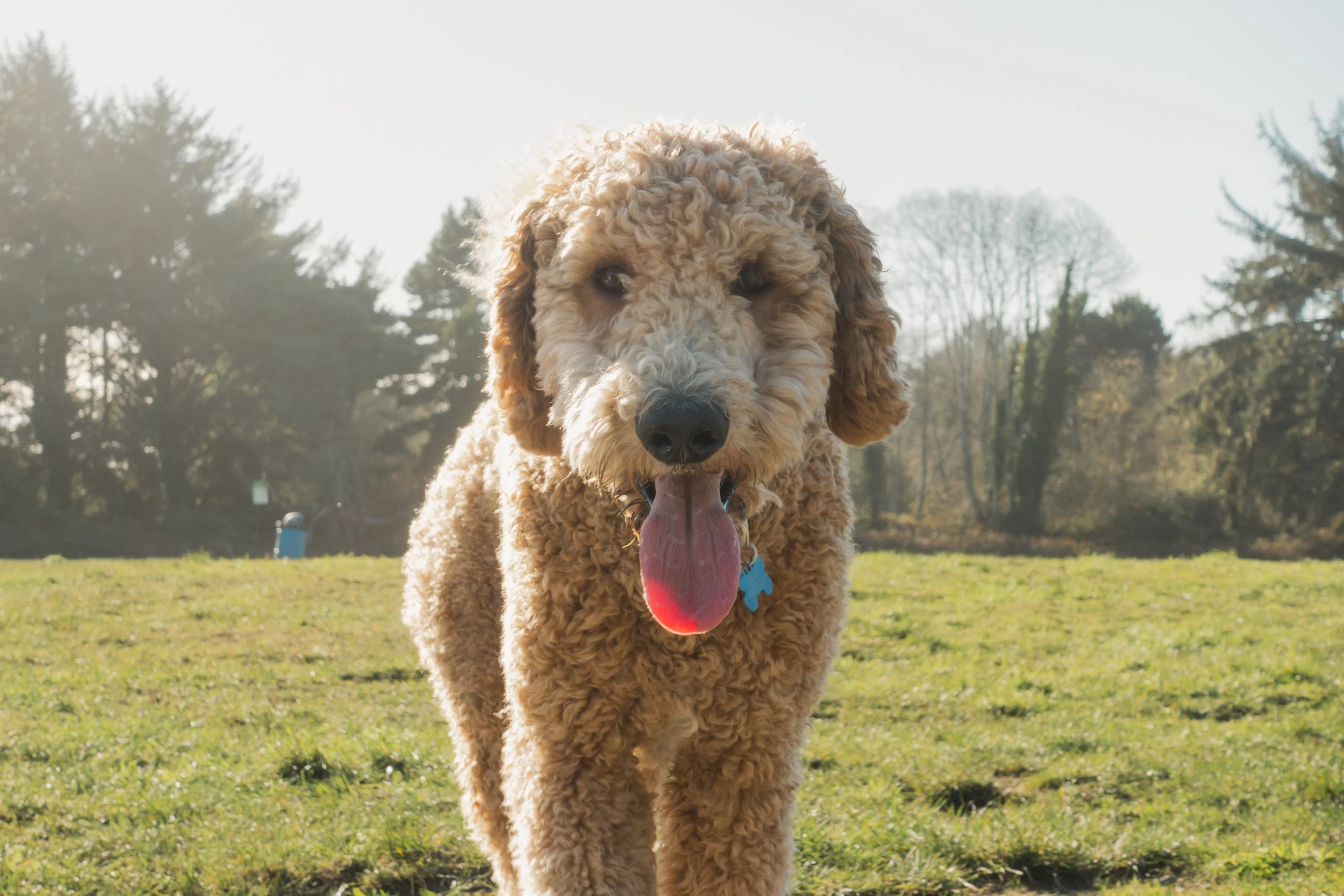 Pets-83.jpg