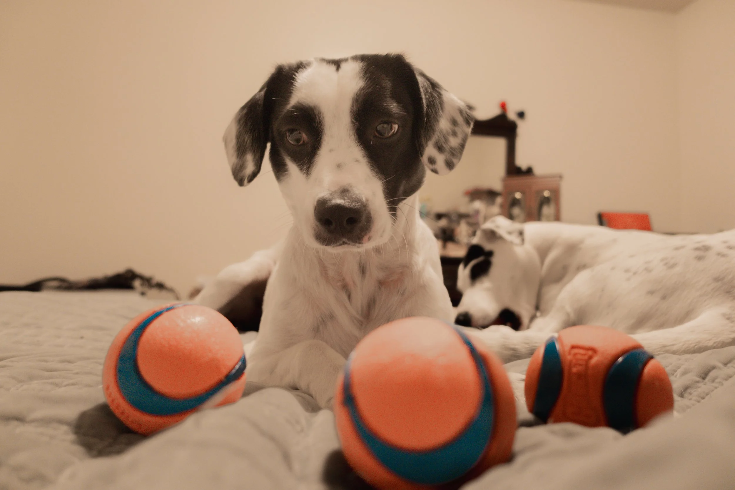 Pets-223.jpg
