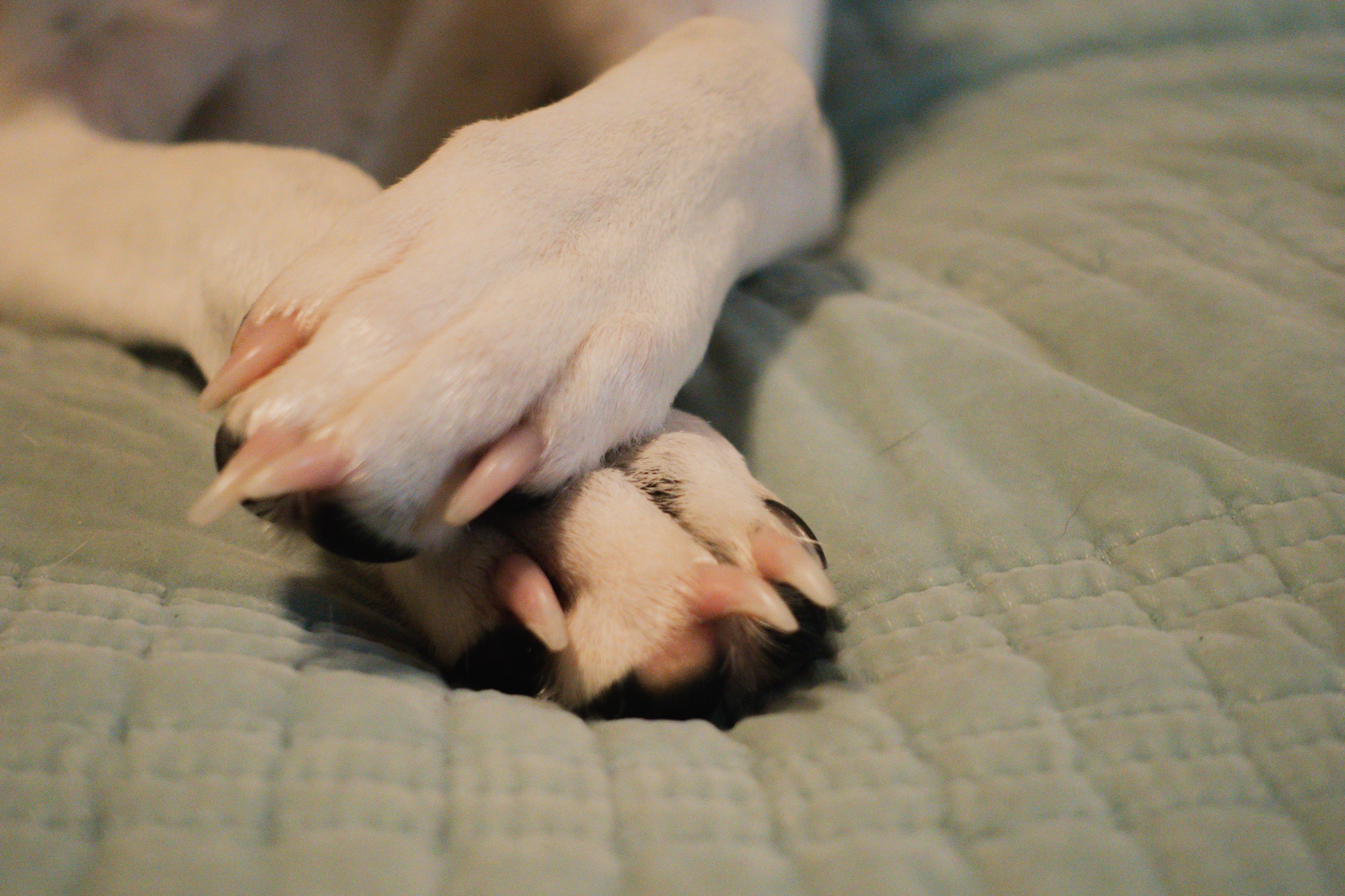 Pets-113.jpg