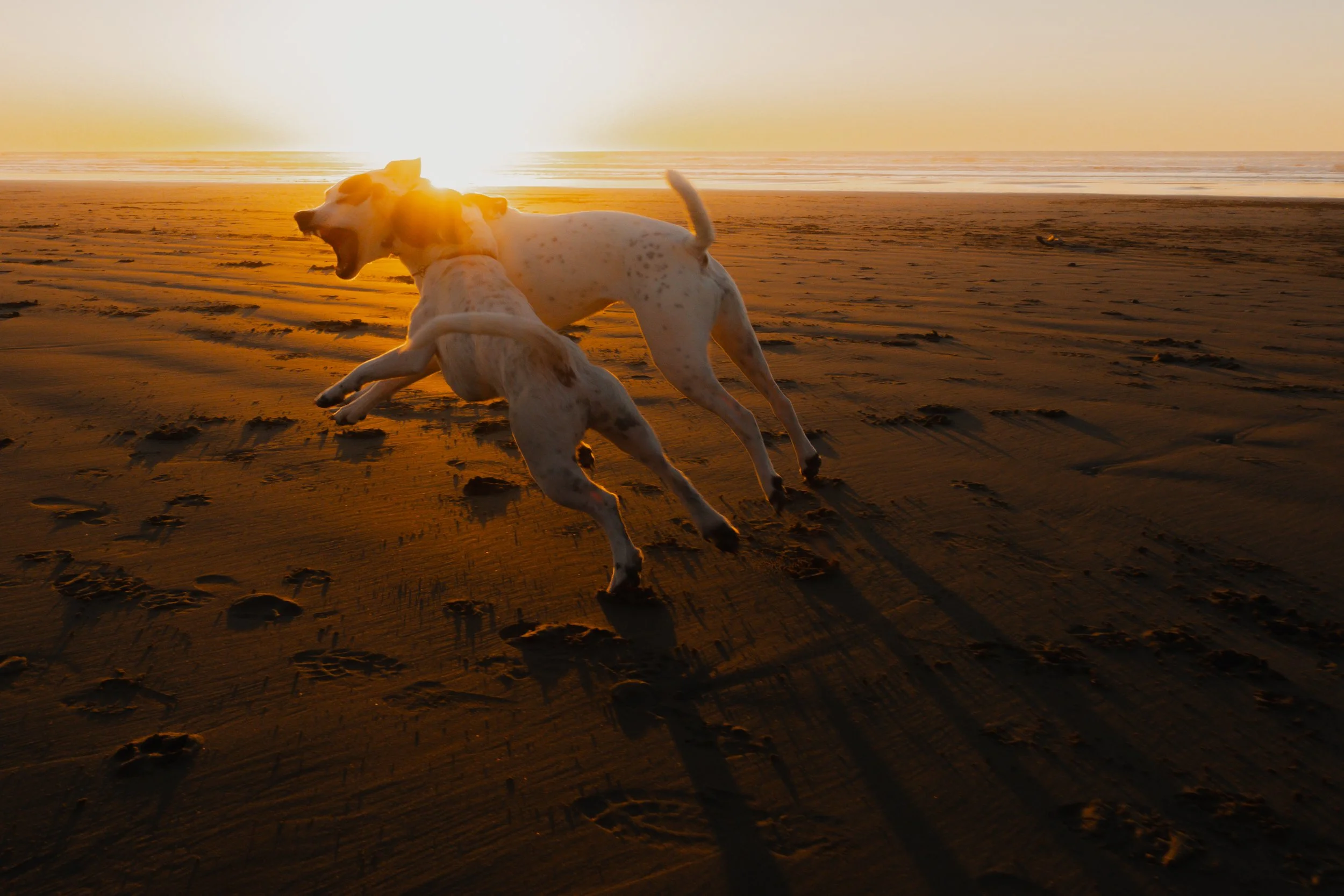 Pets-204.jpg