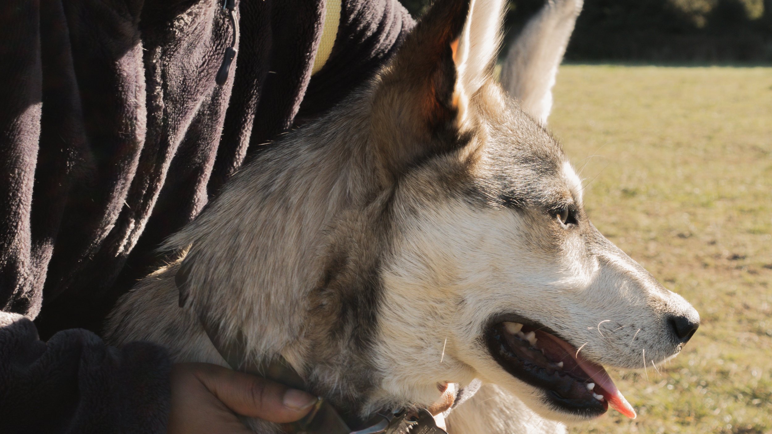 PetCollageOrdered_15.jpg
