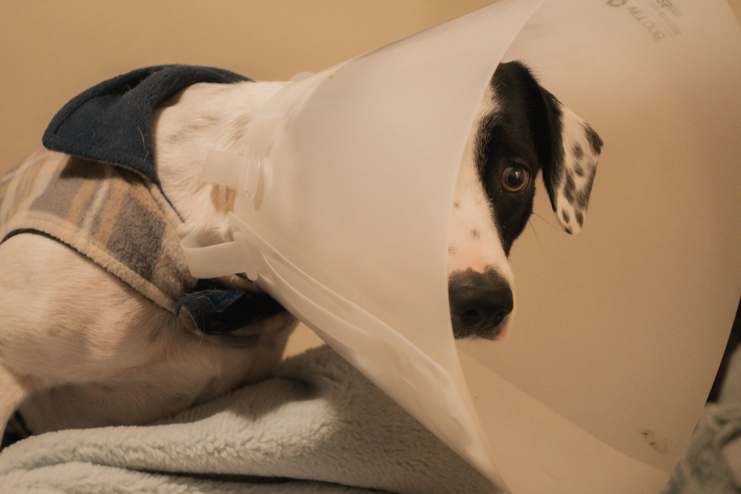 Pets-160.jpg