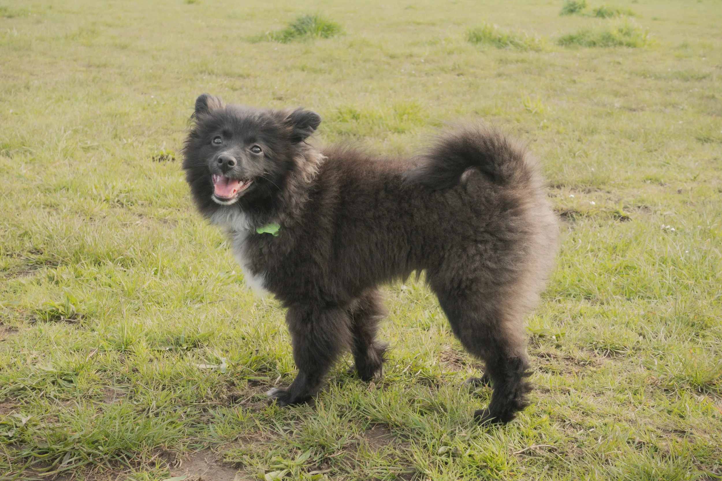 Pets-155.jpg