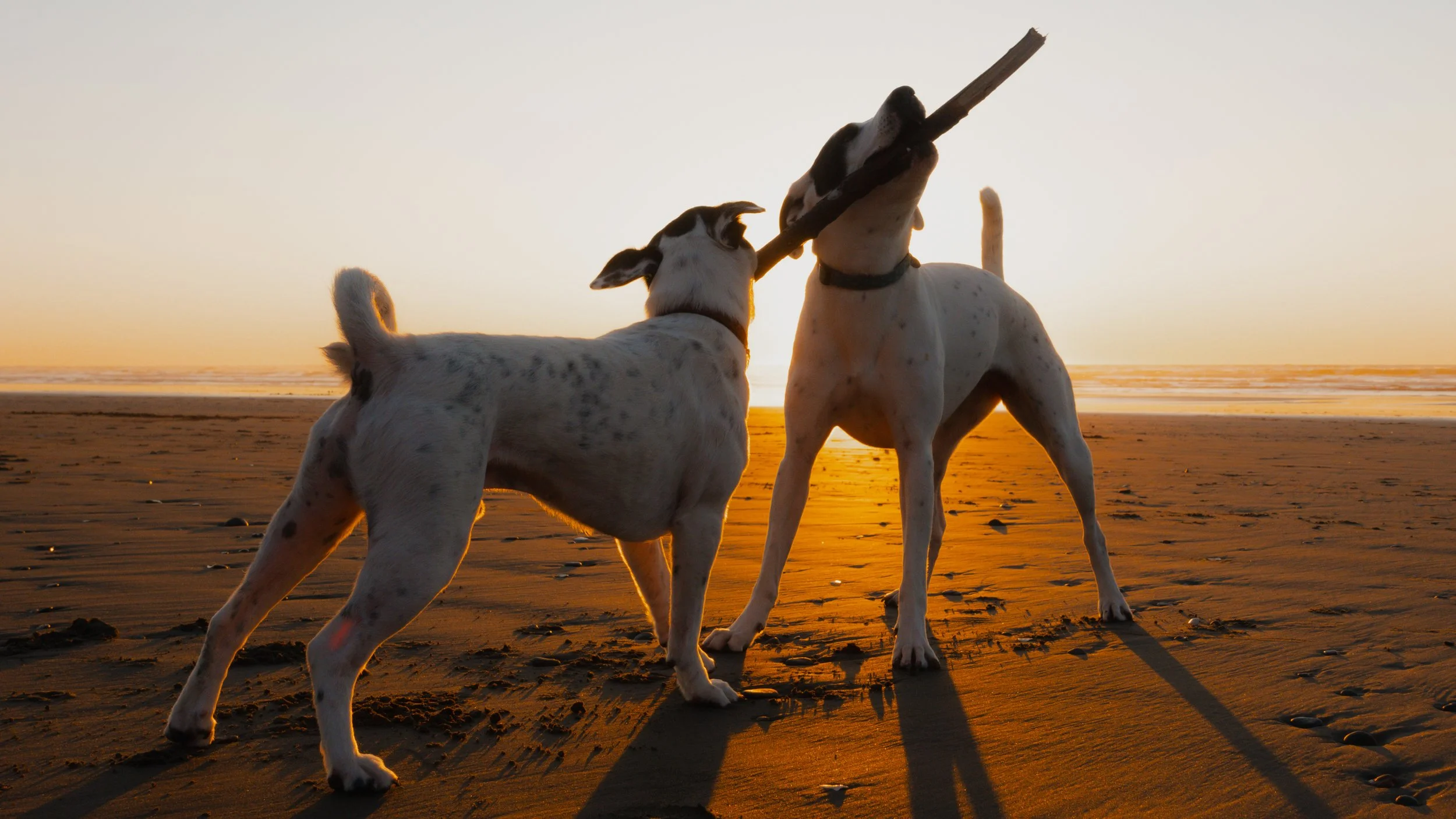 PetCollageOrdered_60.jpg