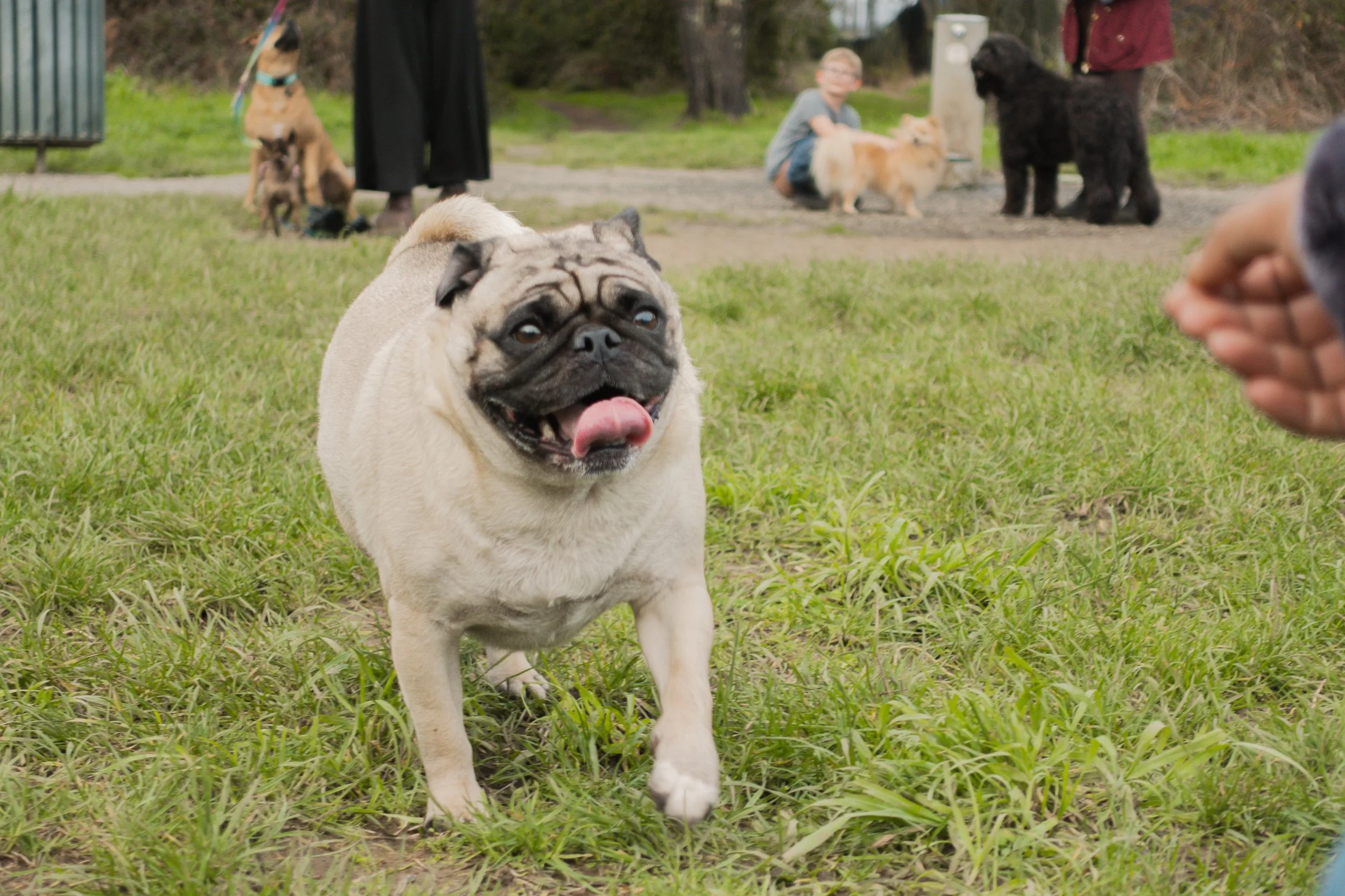 Pets-64.jpg