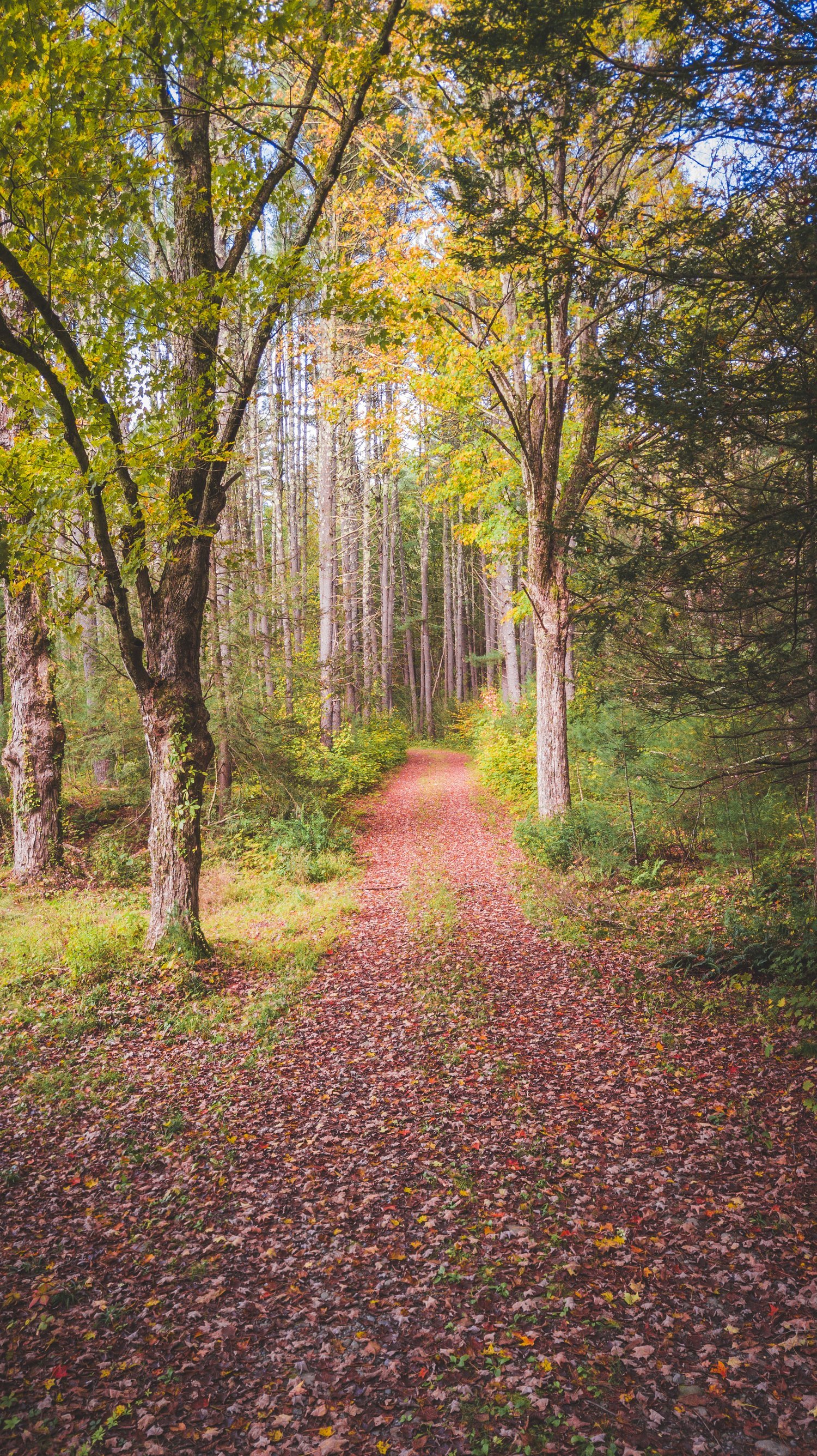 Walking+Path+3.jpg