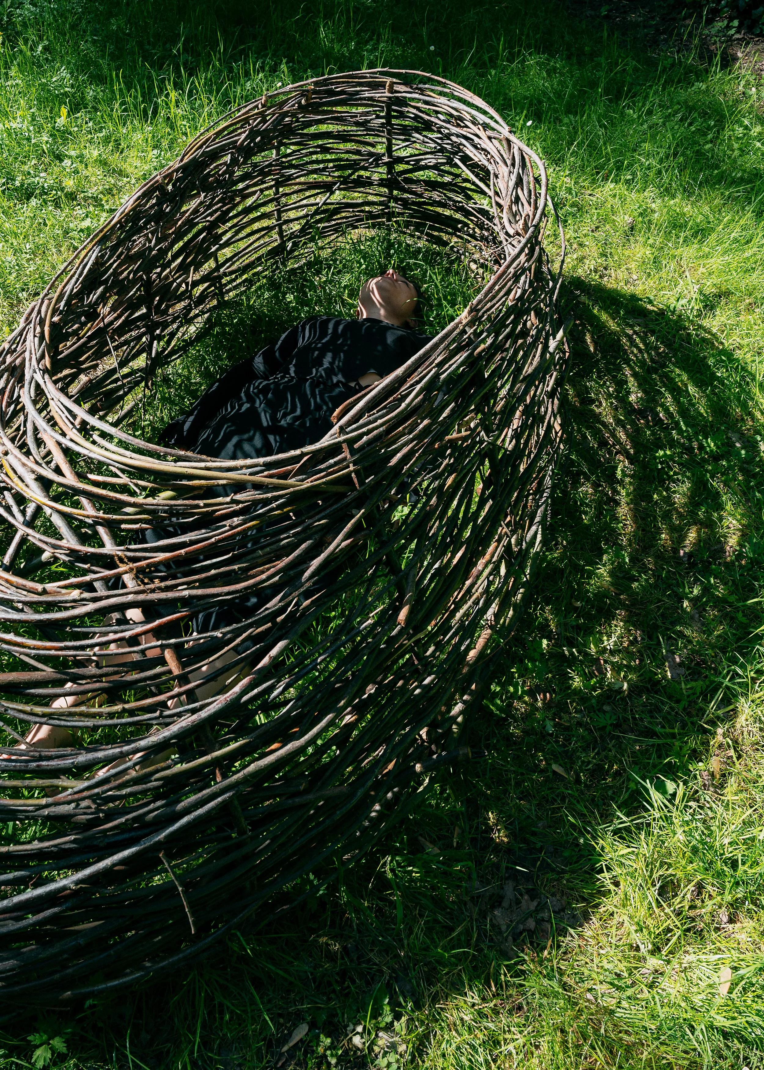 A seed, a shell, a silhouette