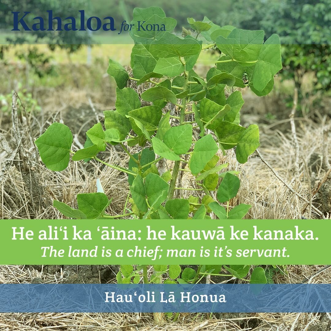 Happy Earth Day! I hope everyone gets the chance to connect with our ʻāina (lands) or our oceans in honor of this special day. One of my favorite things to do is plant native plants in our Kona dry forest. 🌏