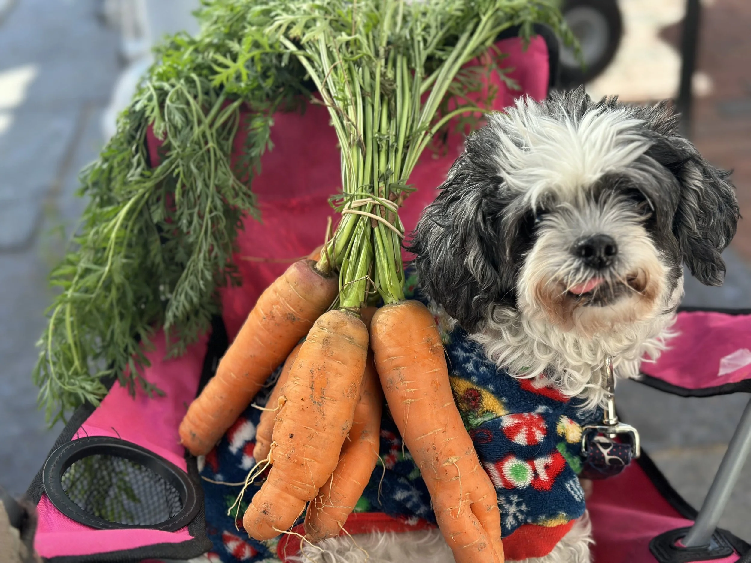 dog with carrots at vermont farmers market