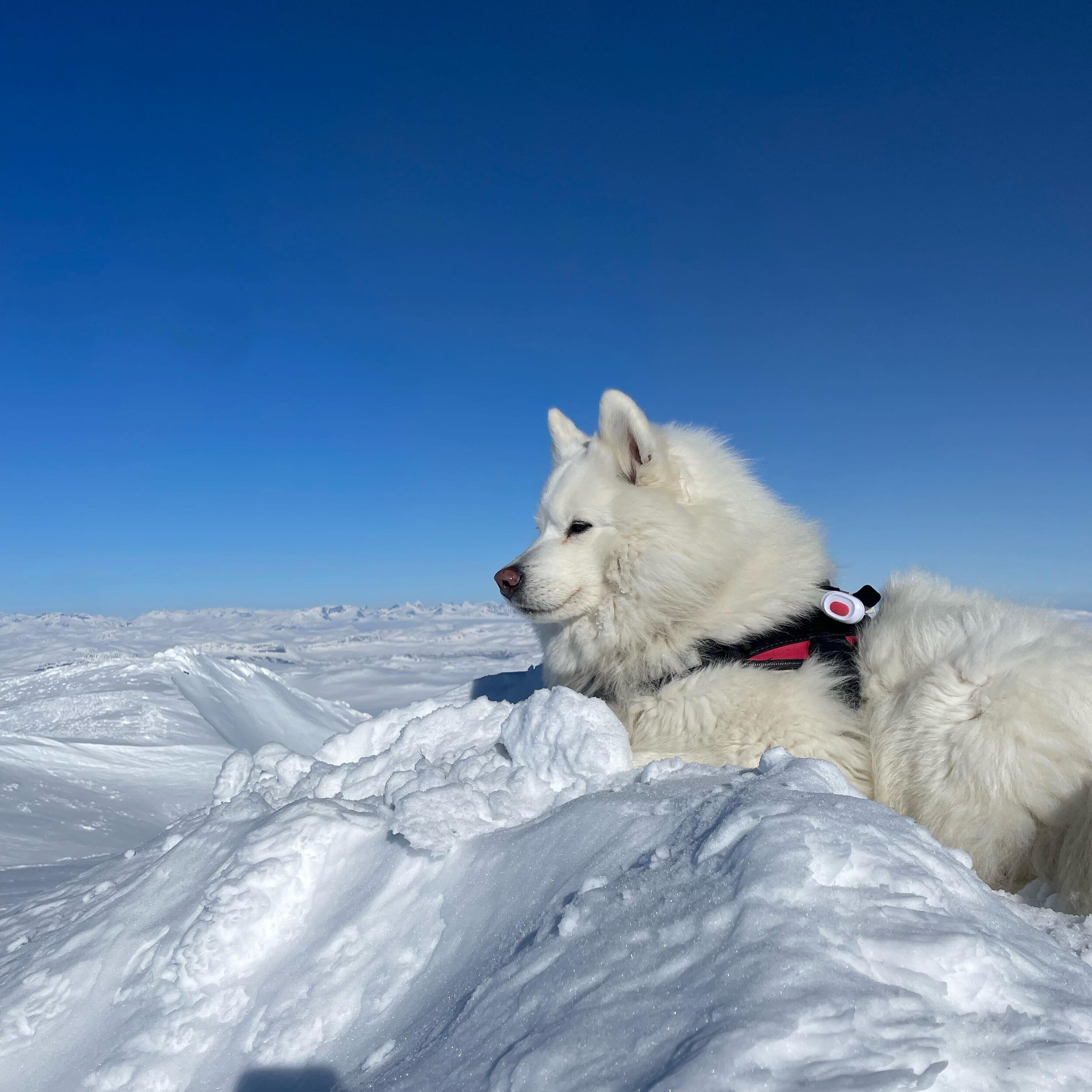 Nala nyter utsikten fra H&oslash;gloft, 1920 moh. Mange fine fjell &aring; se derfra