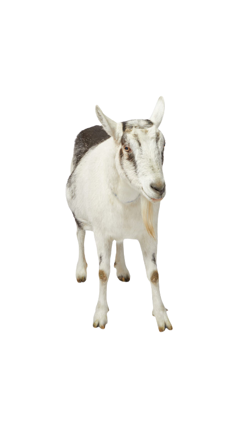 Dan Teesdale, Carpenter