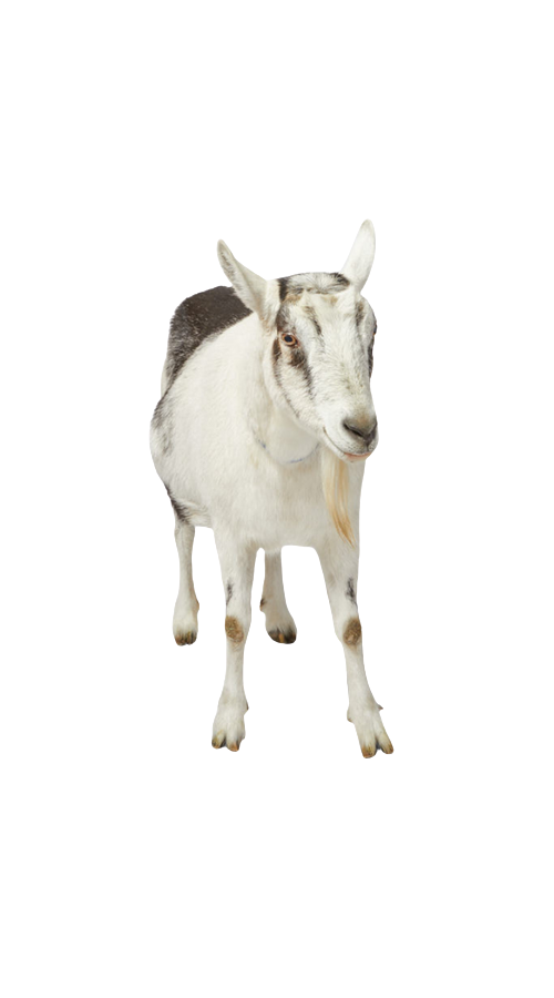 Yovani Ramirez Rosales, Carpenter