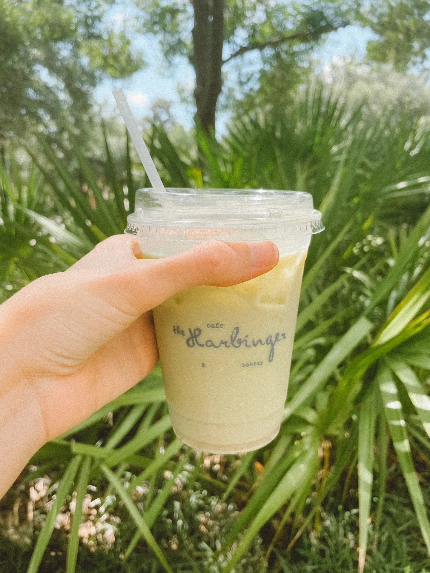 Slow sips, a strawberry matcha, and a quiet corner by the palm fronds 🍓🍵🌴 

#matcha #icedmatcha #strawberrymatcha #summerdrinks #matchatea #matchatime #charlestonfoodie #charlestonfood #holycityeats #chsfoodie #chsfood #charlestonfoodscene #chuckt