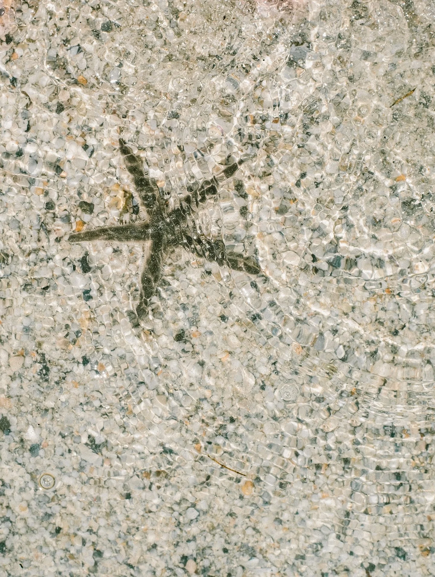 Recent days by the water. 

#beachlife #beachvibes #beachlifestyle  #beachlover #oceanvibes #islandlife #islandliving #islandvibes #saltlife #staysalty #ocean #tropical #tropicalvibes #coastalliving #shelling #ethicalshelling #beachcombingfinds #beac