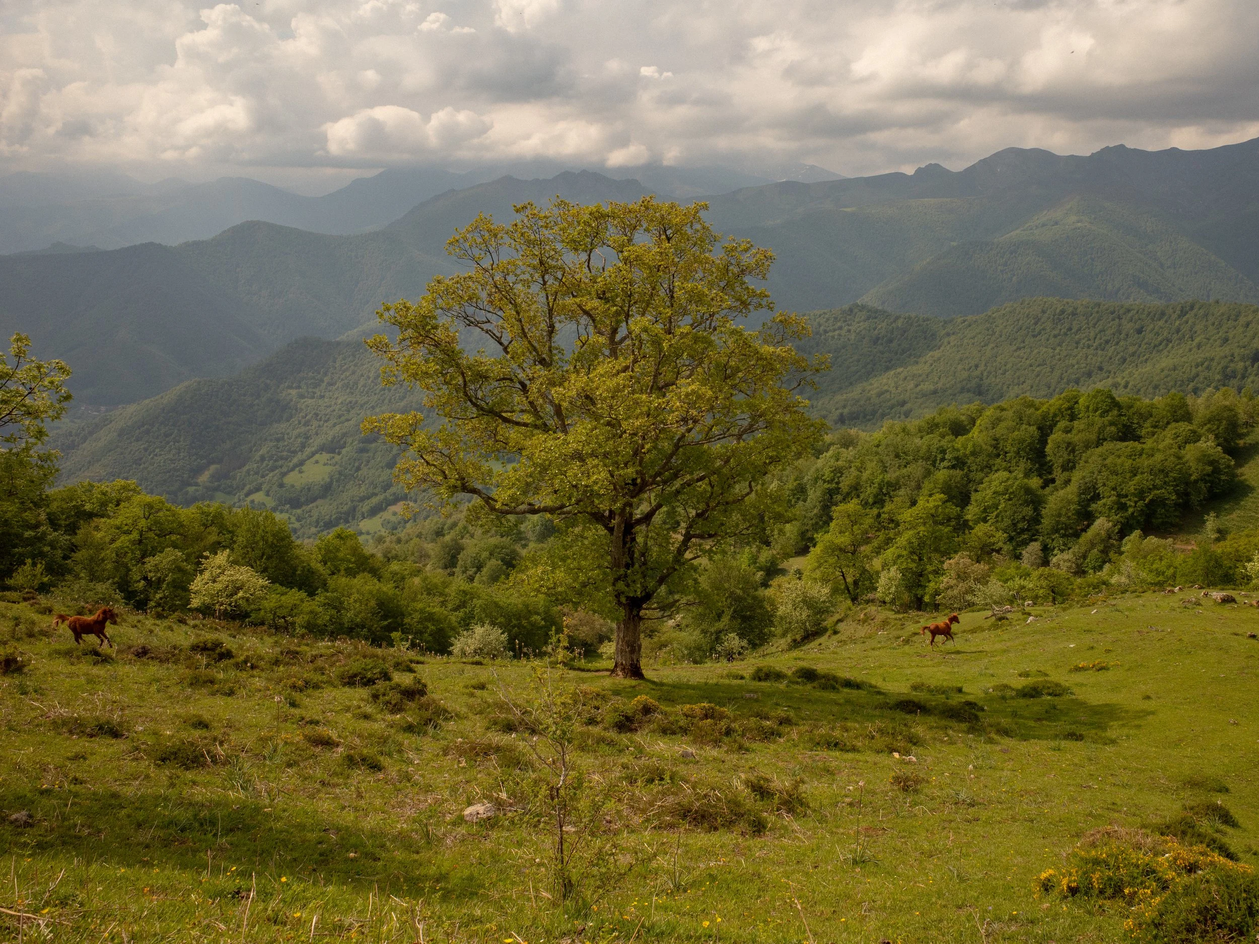 Picos de Europa, Sotres - Potes, Spain