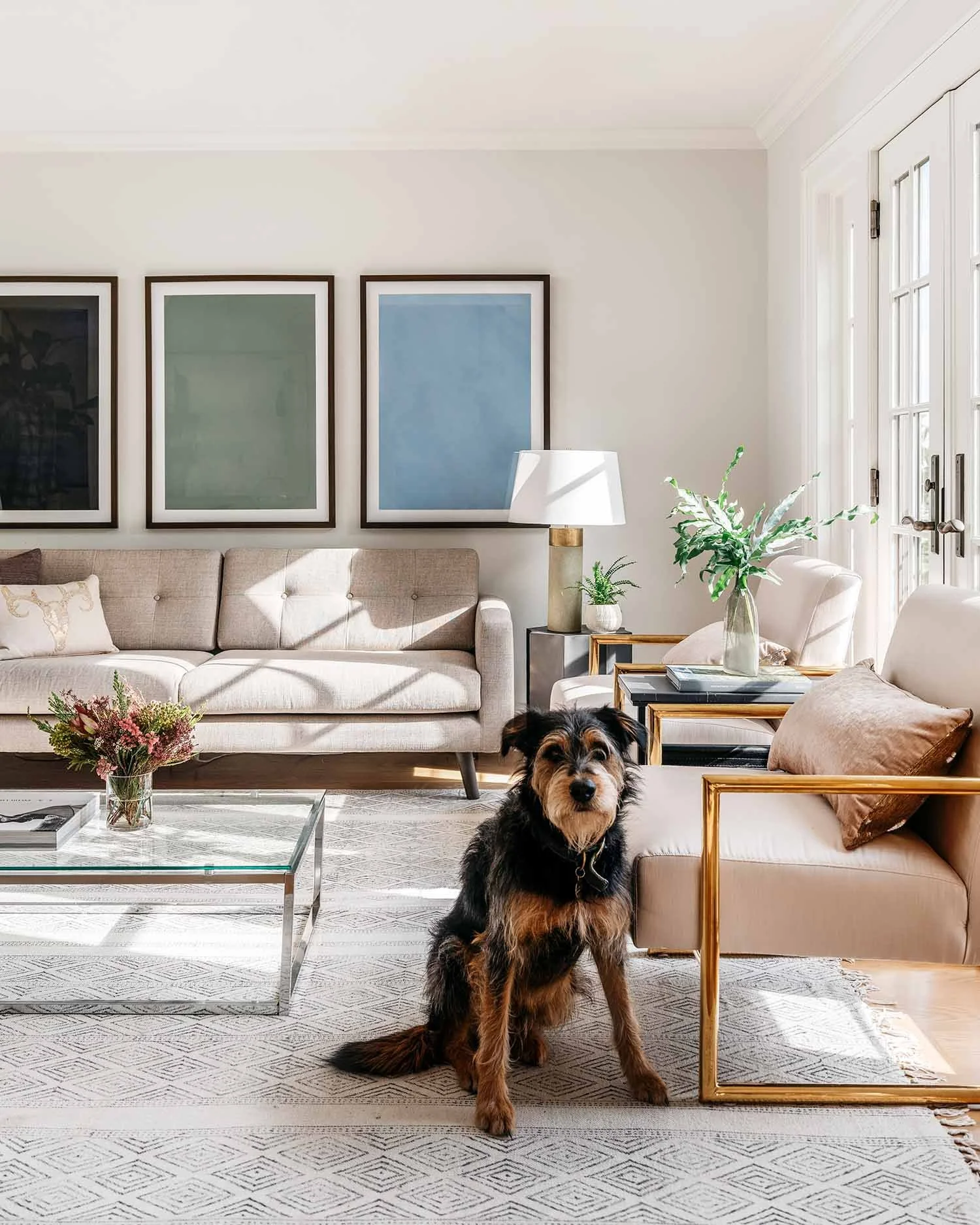 Bodie Kirley the office dog