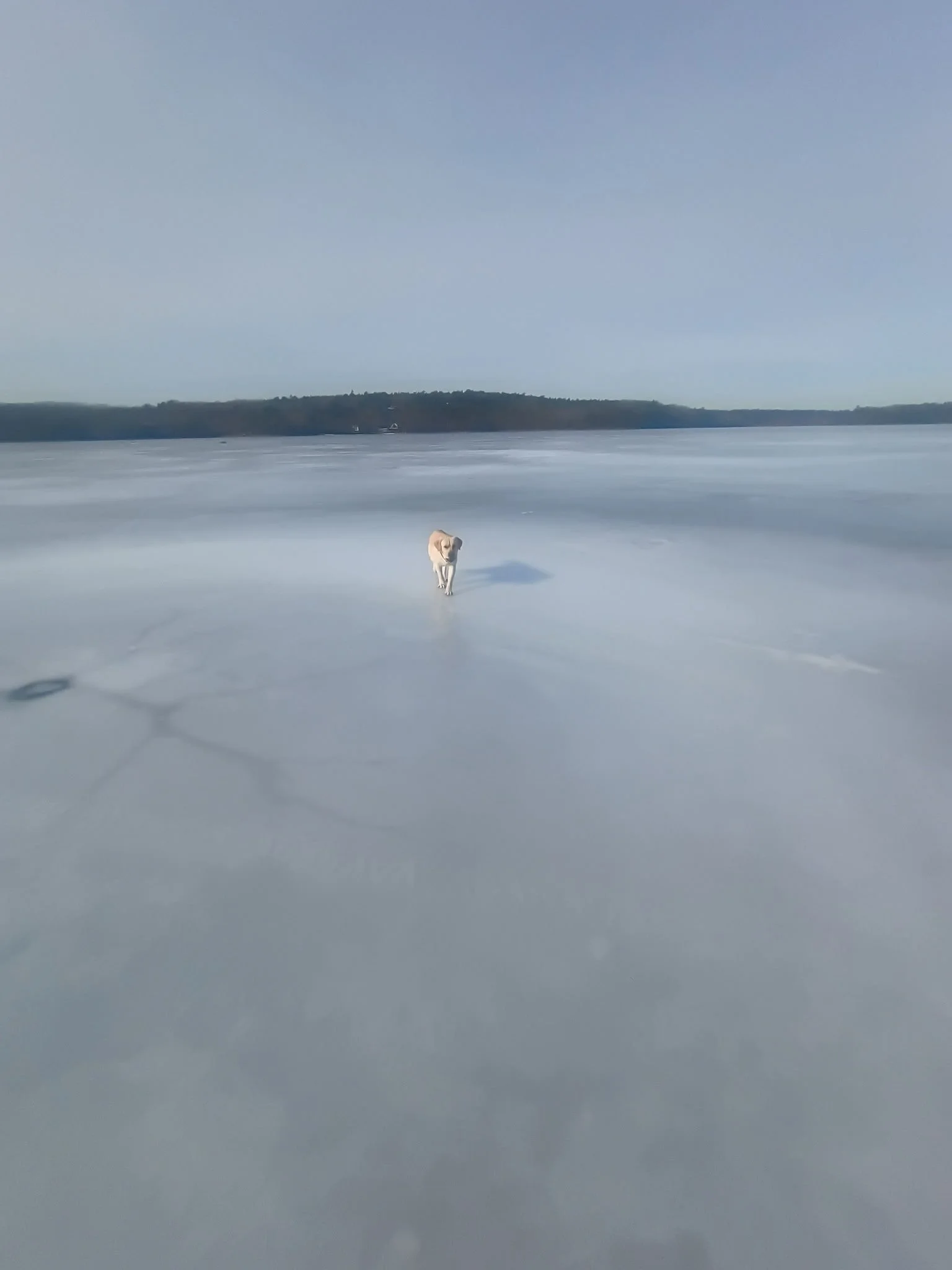 Teddy on frozen pond.JPEG