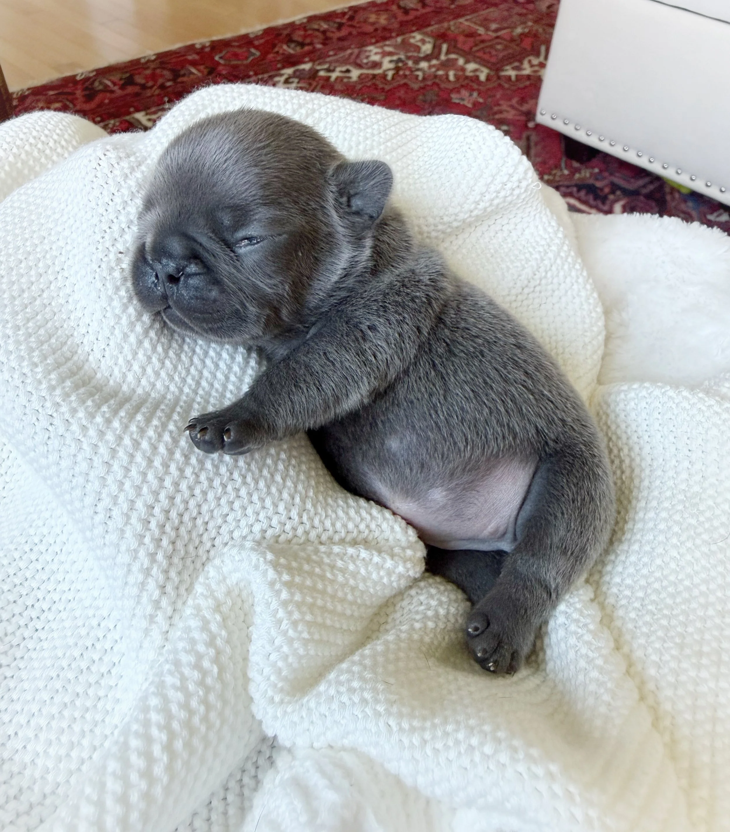 blue French bulldog puppy