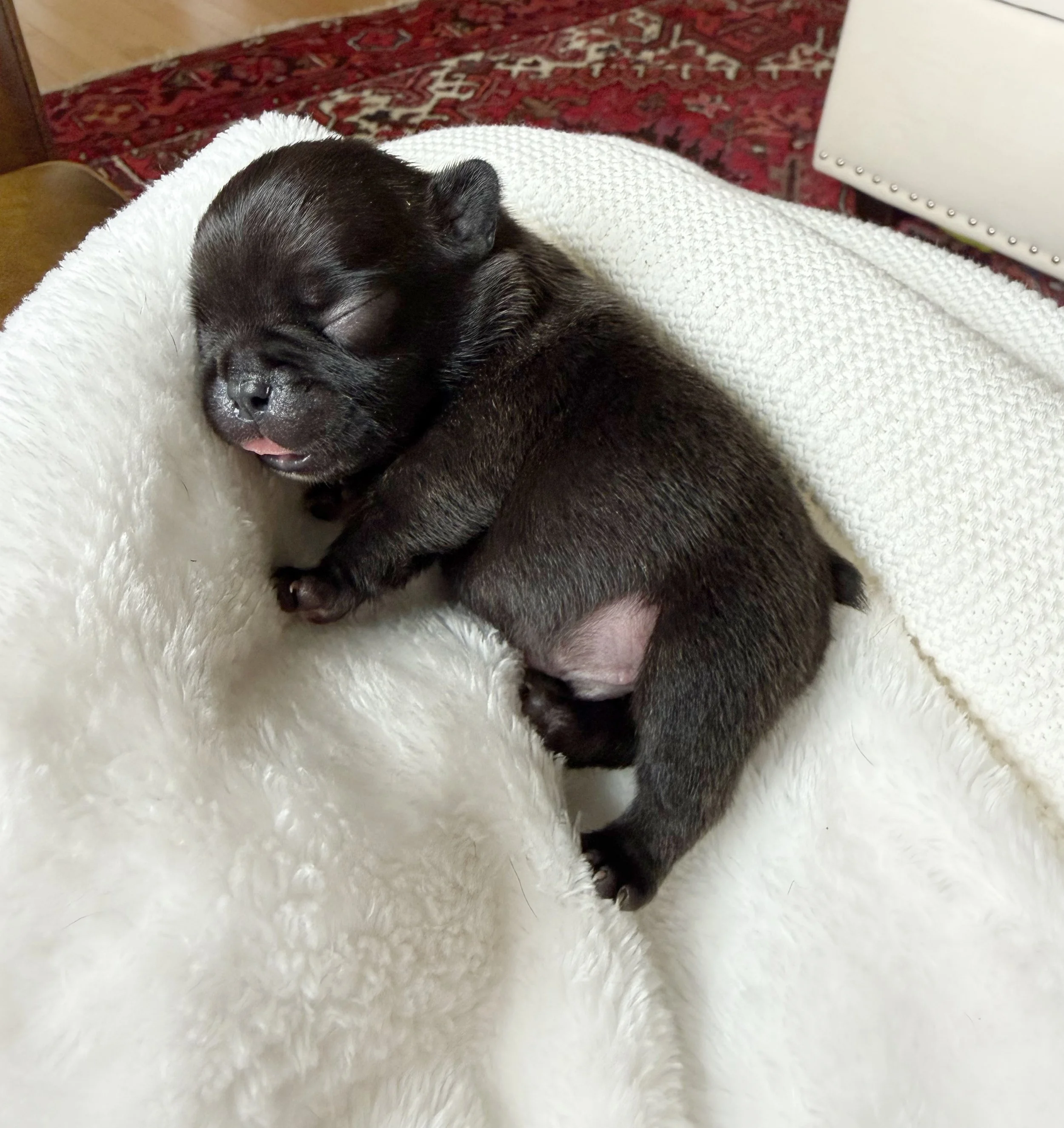 nells French bulldogs