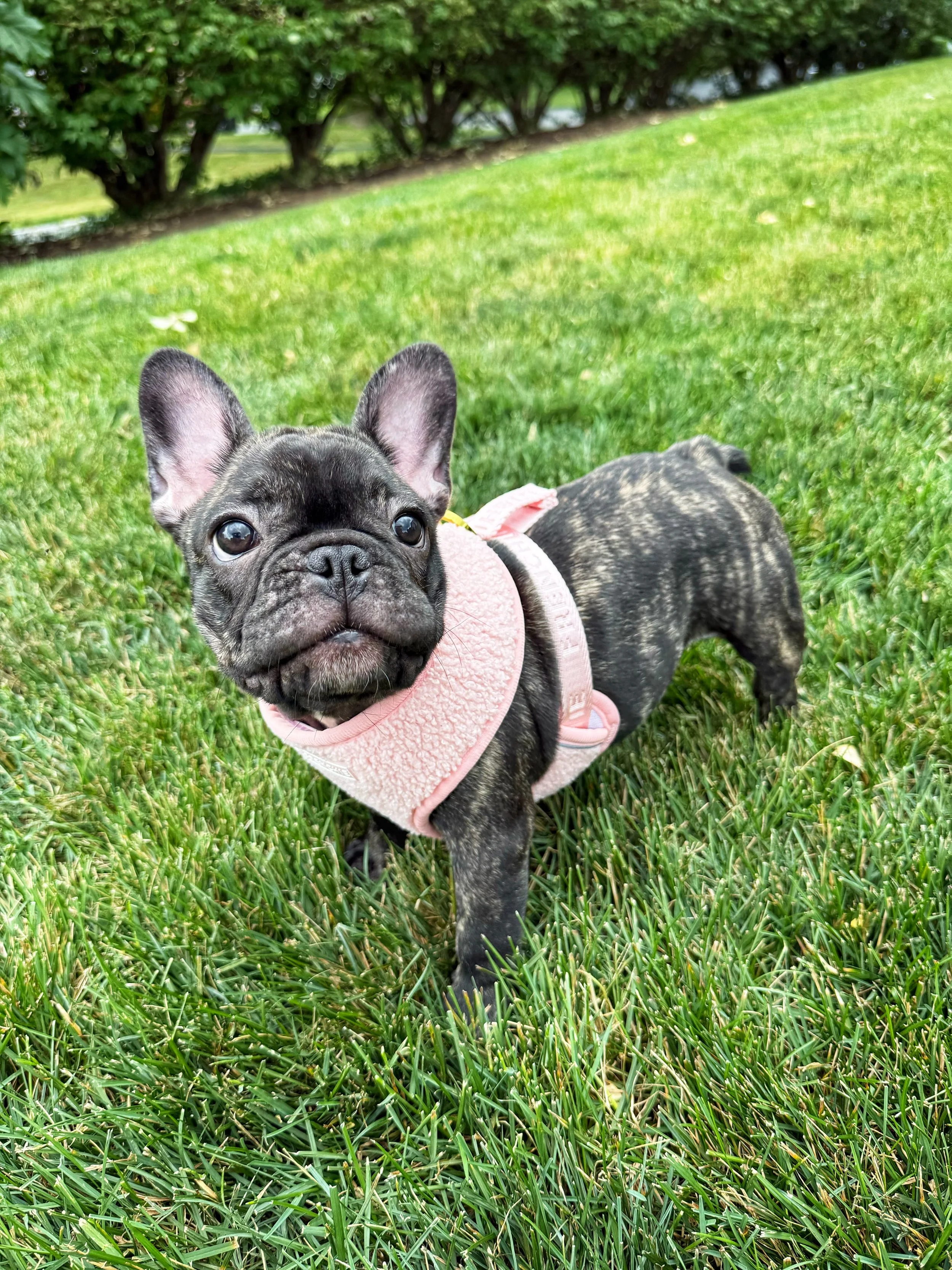 French Bulldog Puppy