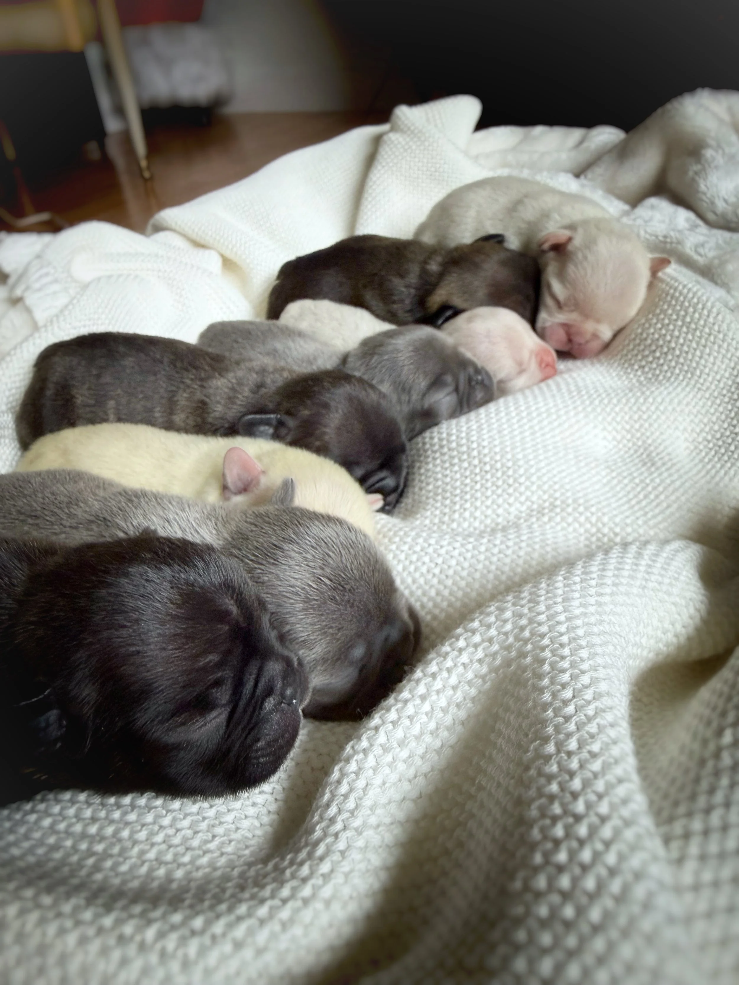 French bulldog puppies