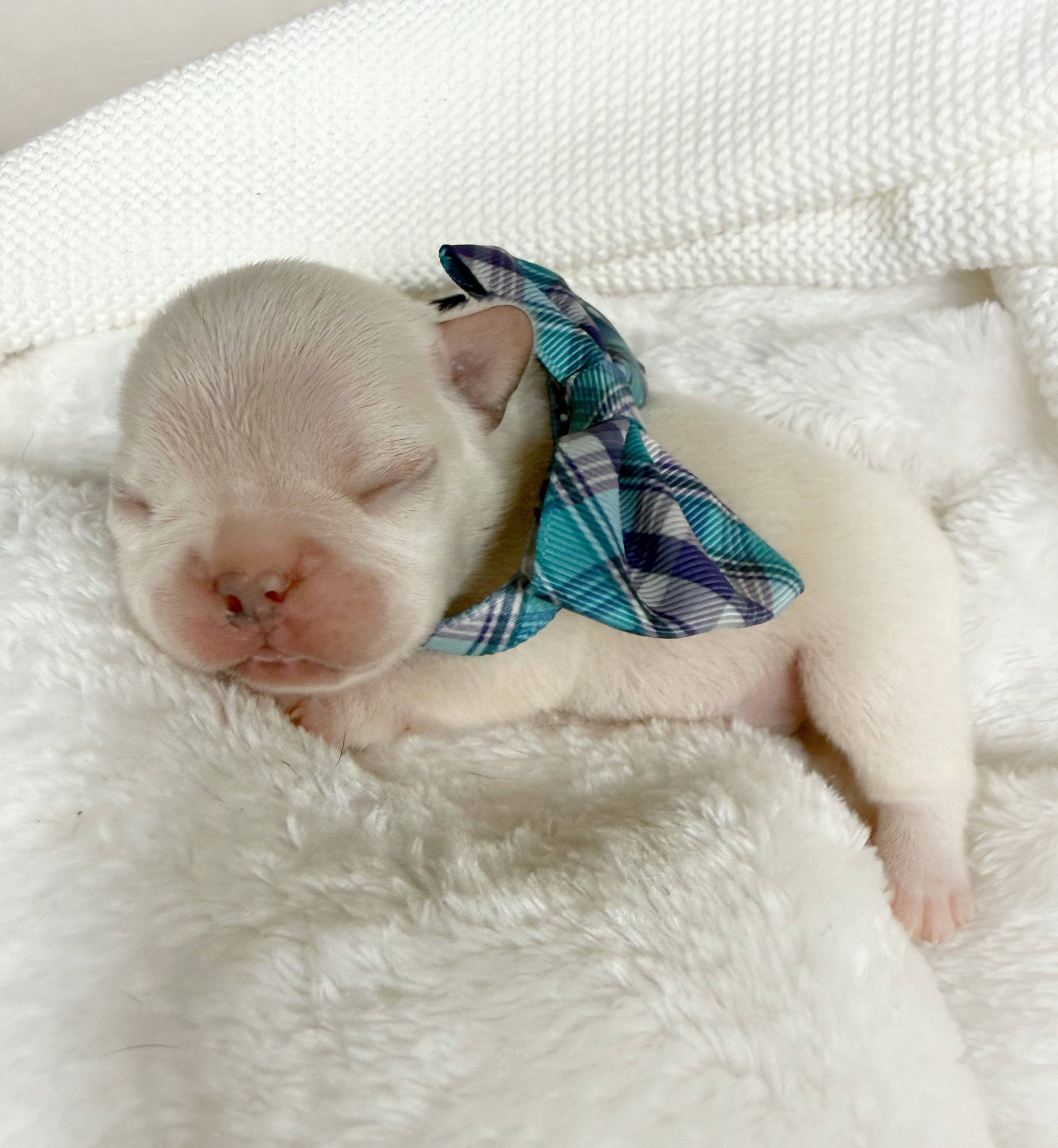 Nell's French Bulldogs