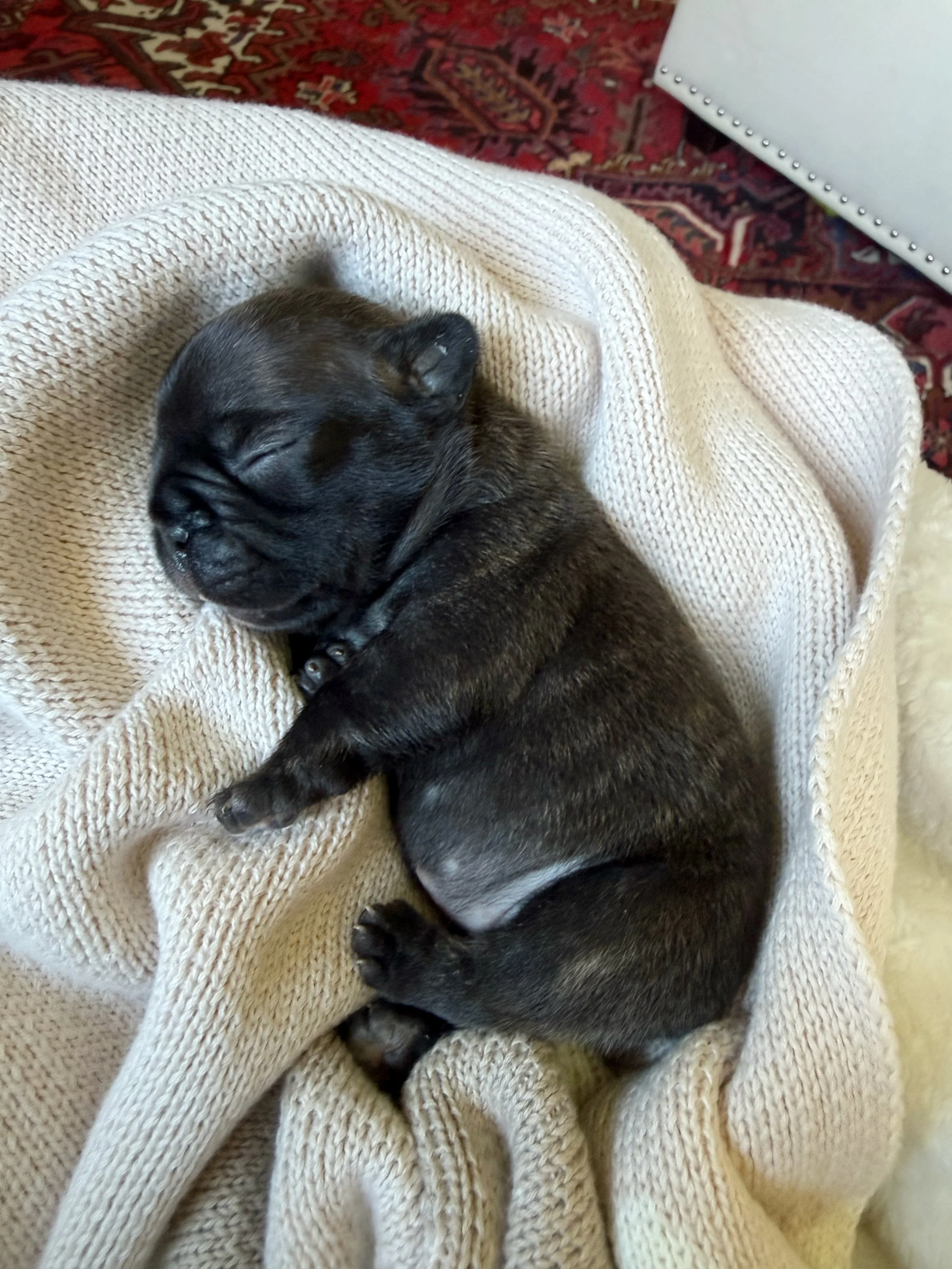 French bulldog puppy