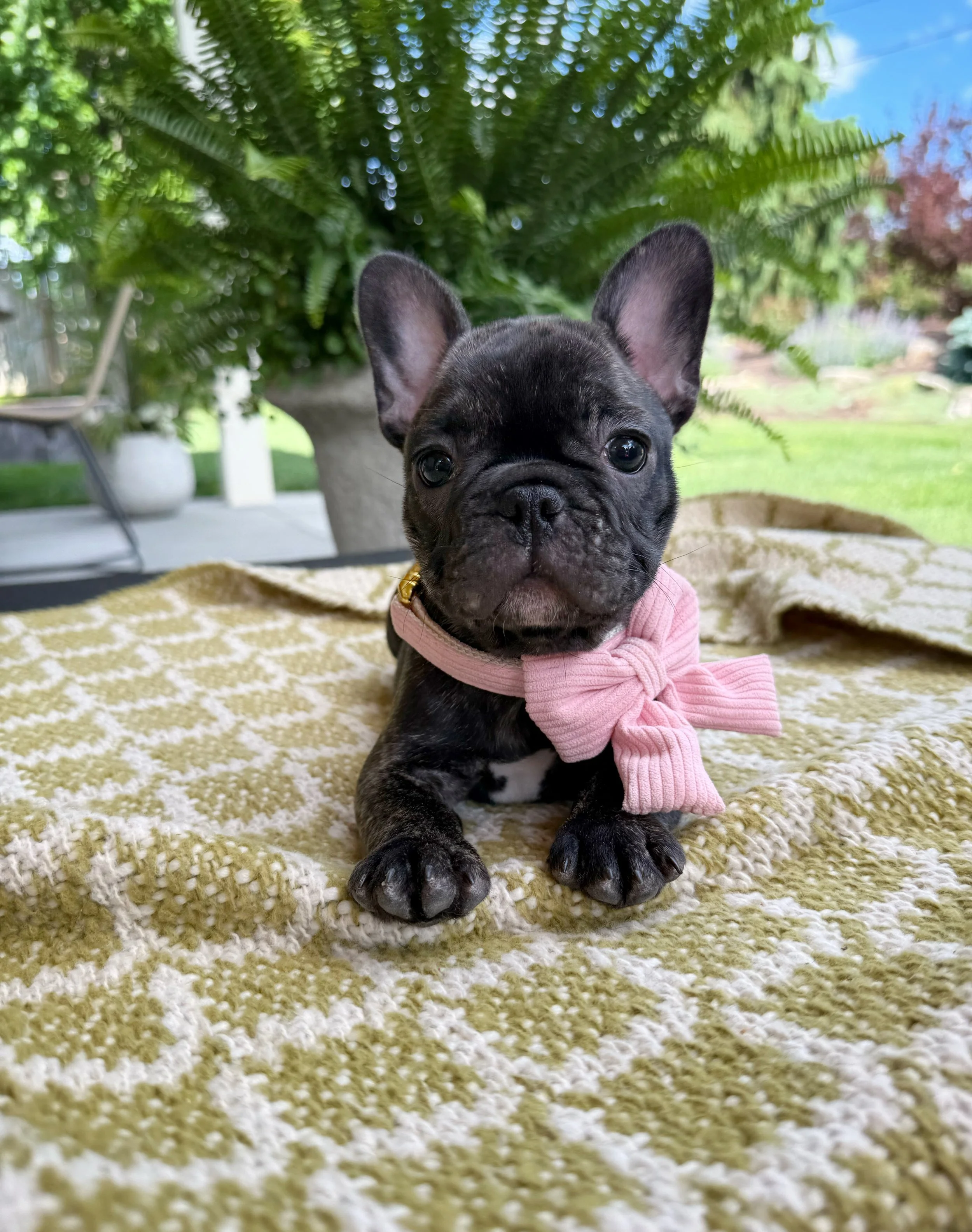 Nell's French Bulldogs