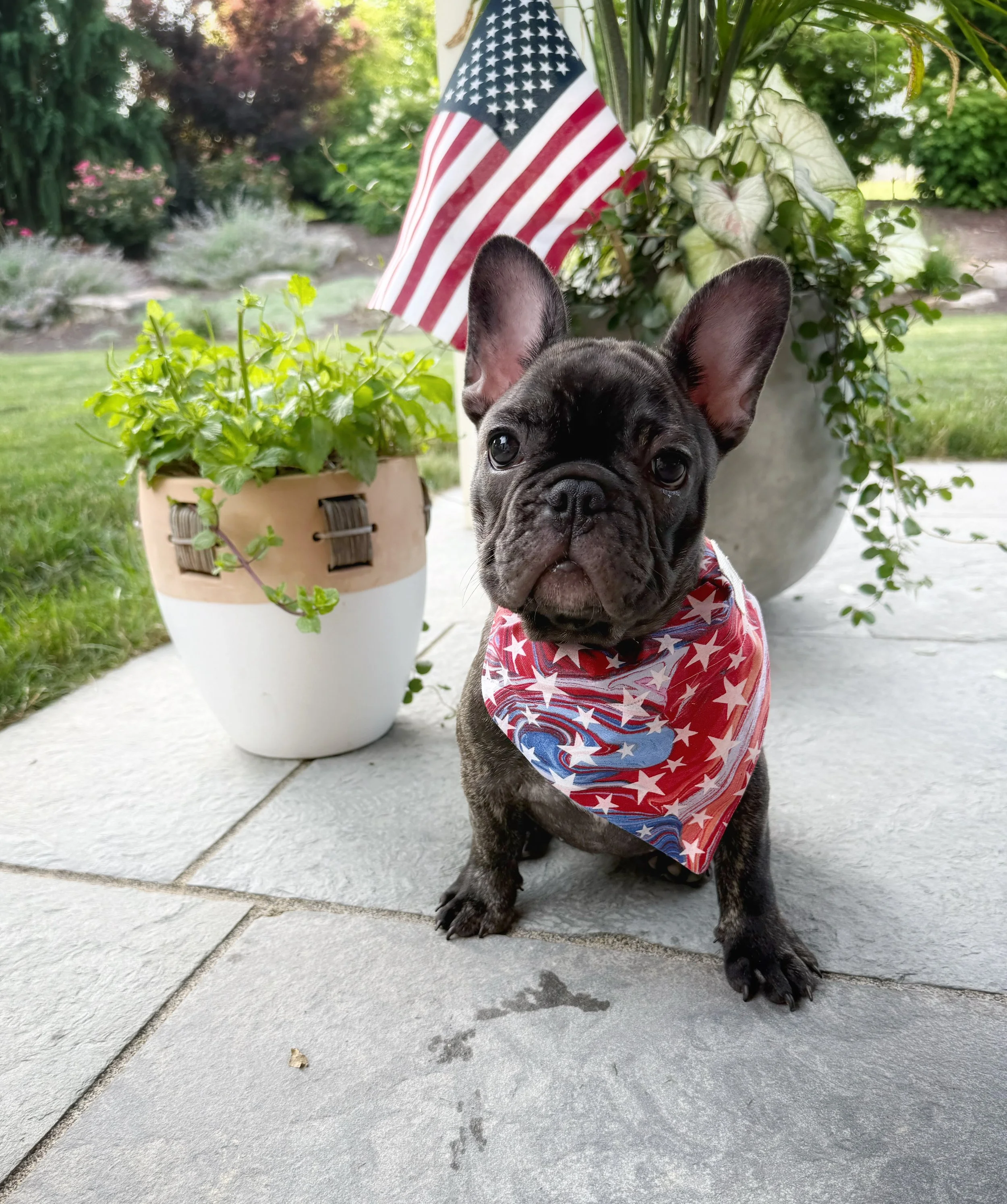 Nell's French Bulldogs
