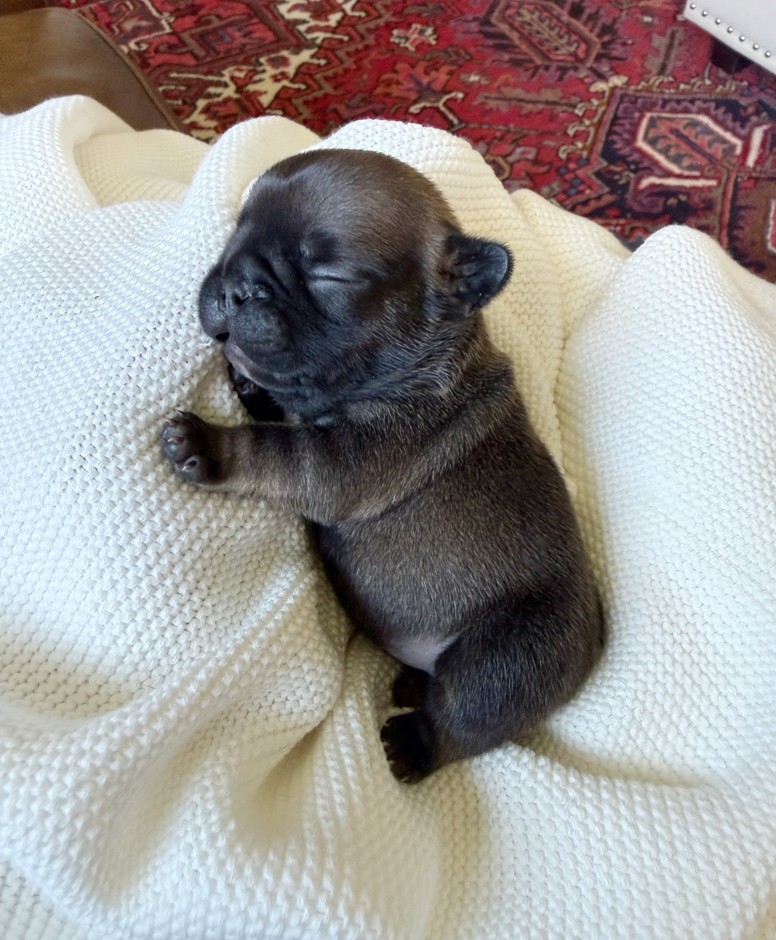 nells French bulldogs