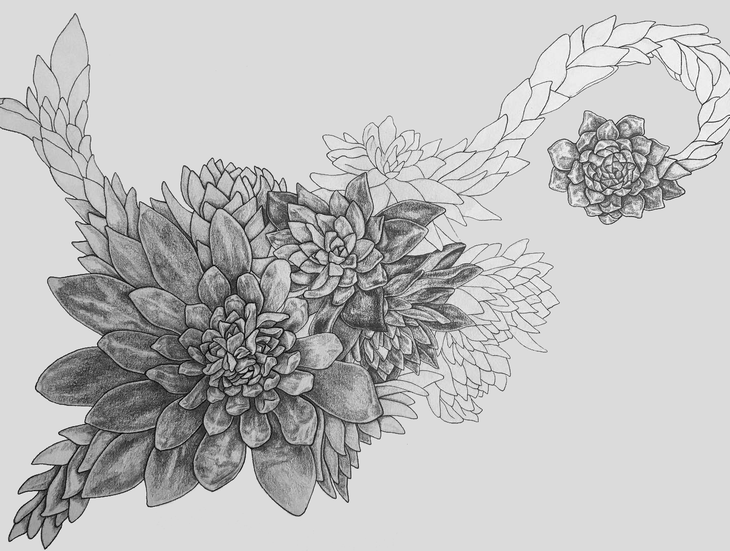dudleyas, 8.5"x11", graphite on paper, 2019