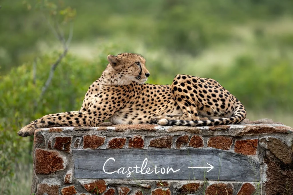 Cheetah-at-Singita-Castleton-1024x683.jpg