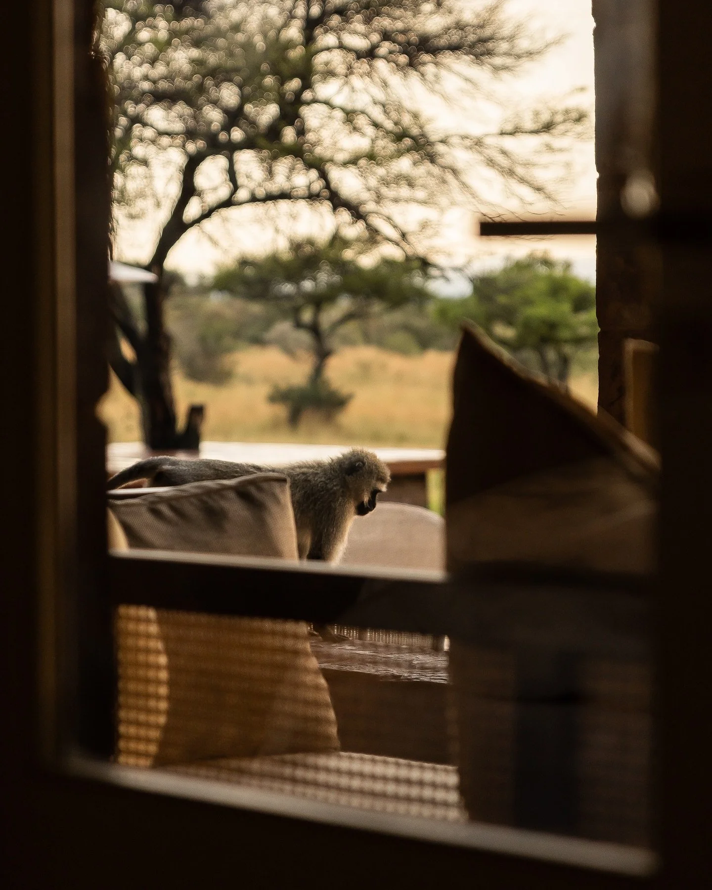 singita__1744187314_3606827072198619977_510721028.jpg