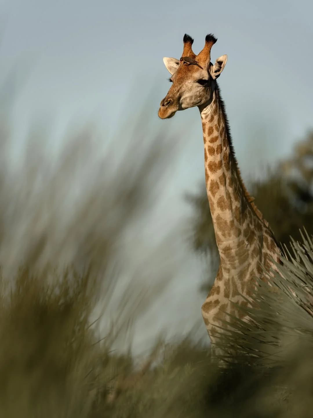 singita__1790500269_3995324645765246771_510721028.jpg