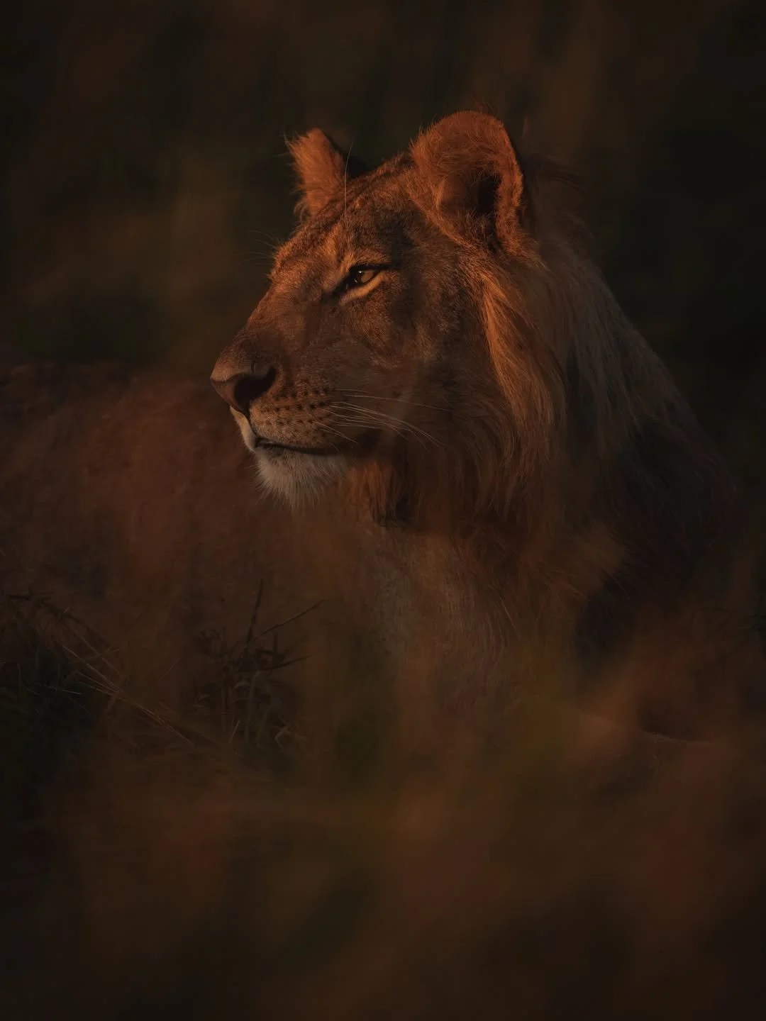 singita__1784125374_3941851696752425273_510721028.jpg