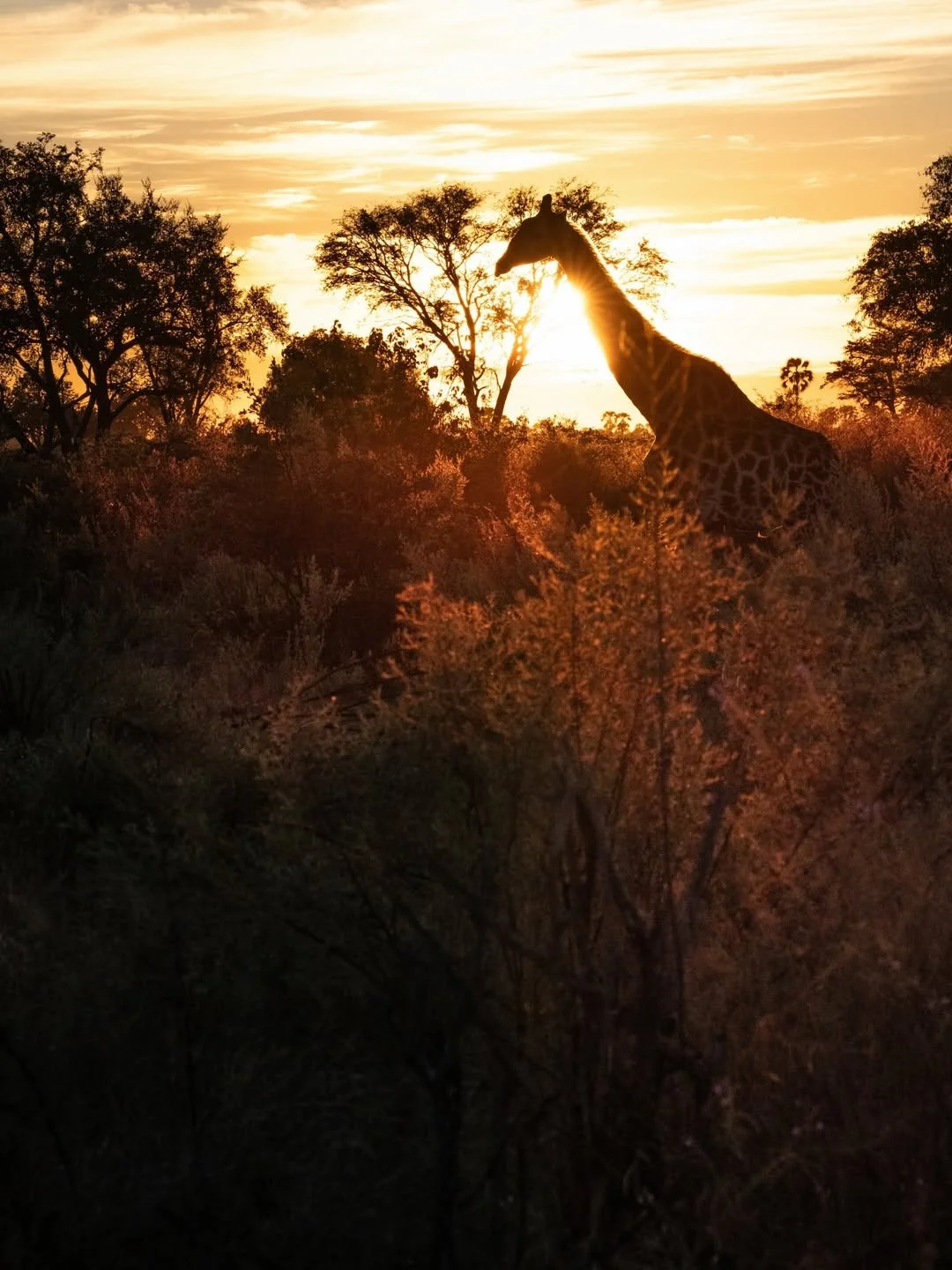singita__1784125374_3941851675395086411_510721028.jpg