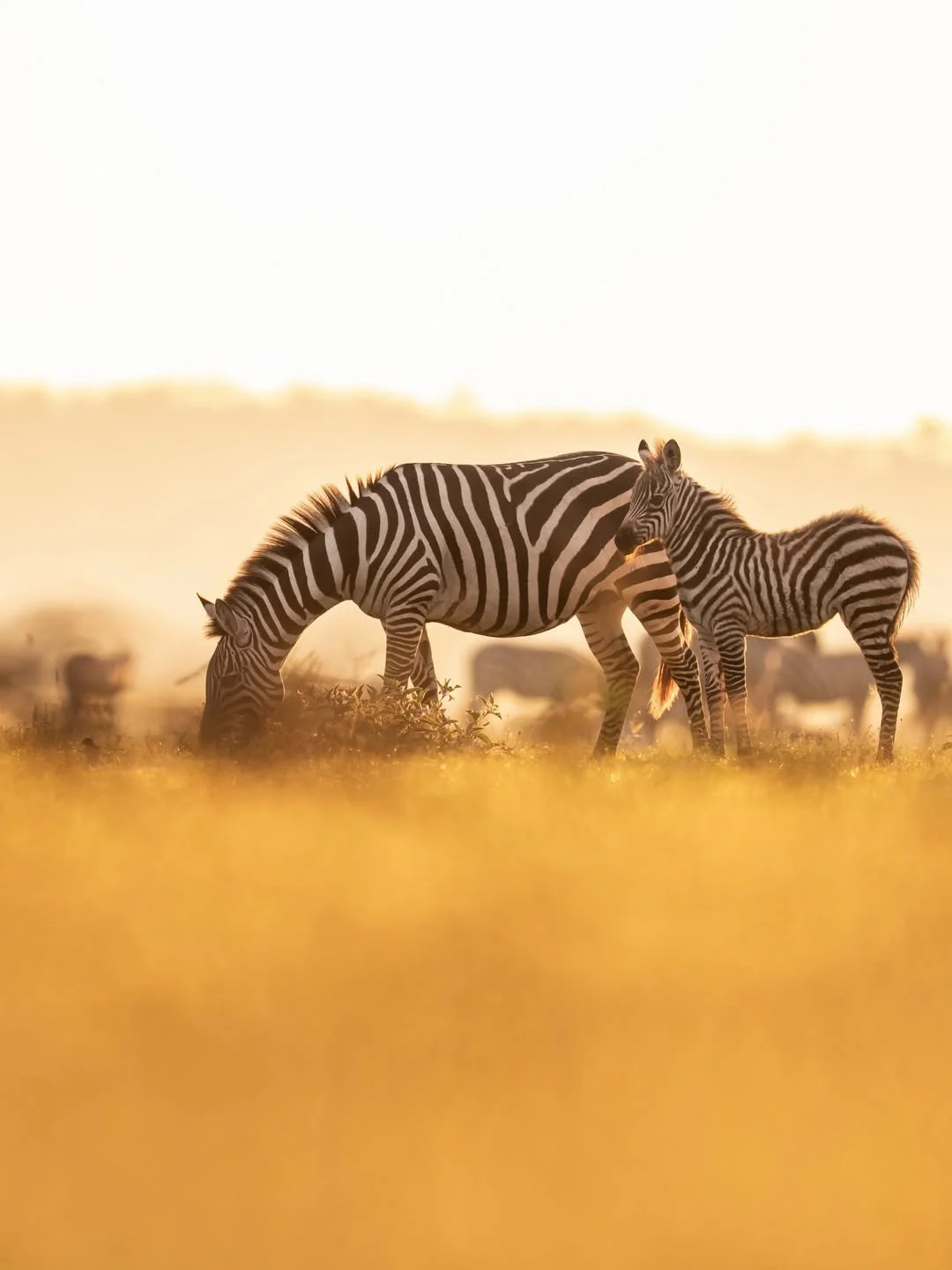 singita__1784125374_3941851706558637087_510721028.jpg