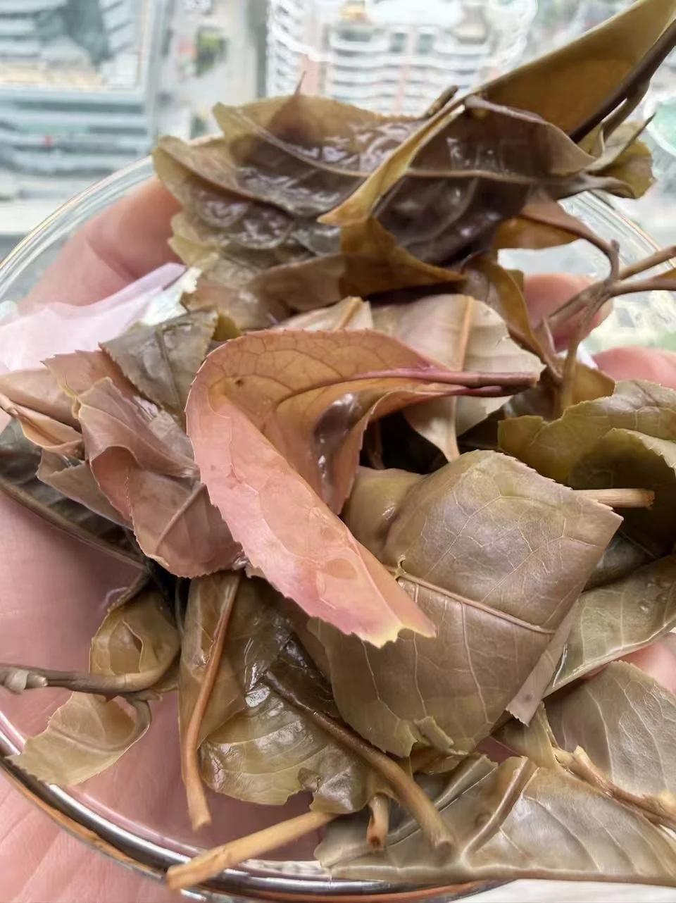 紫叶白茶6.jpg