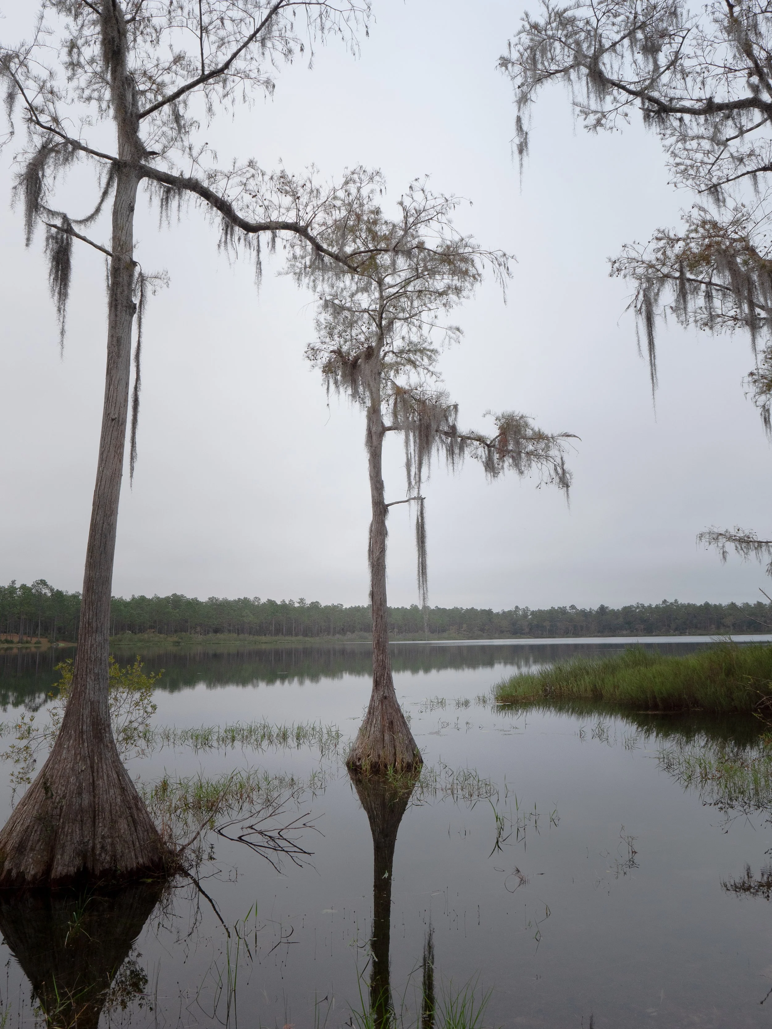 camel lake cypress 1.jpg