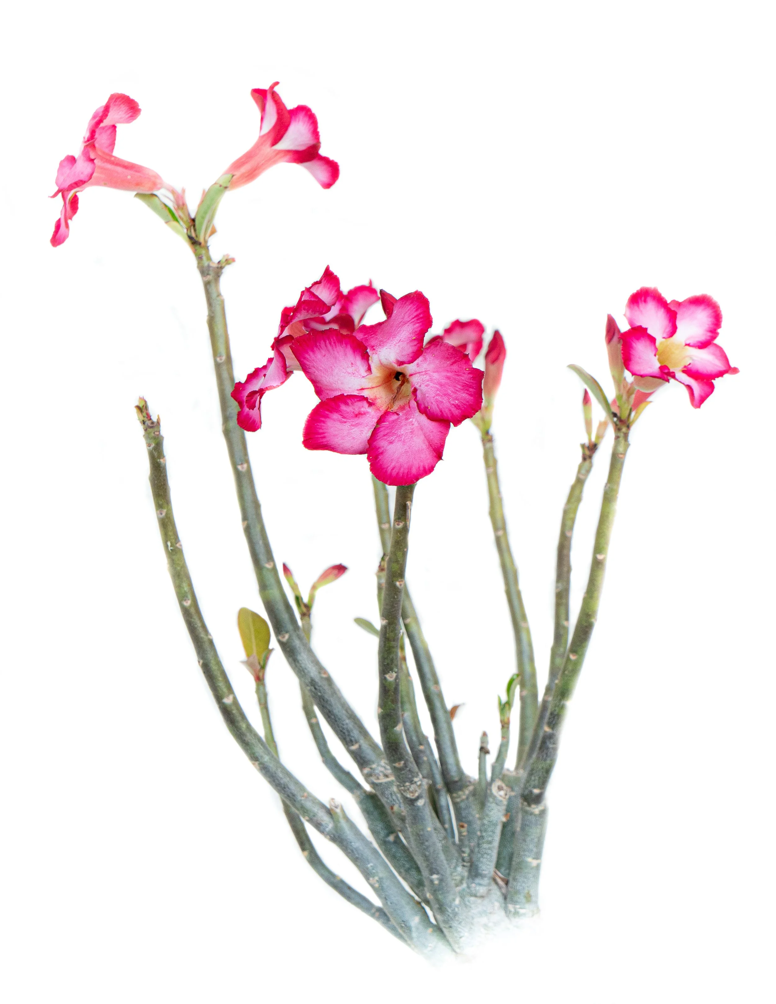 adenium-FINALcolor-2.jpg