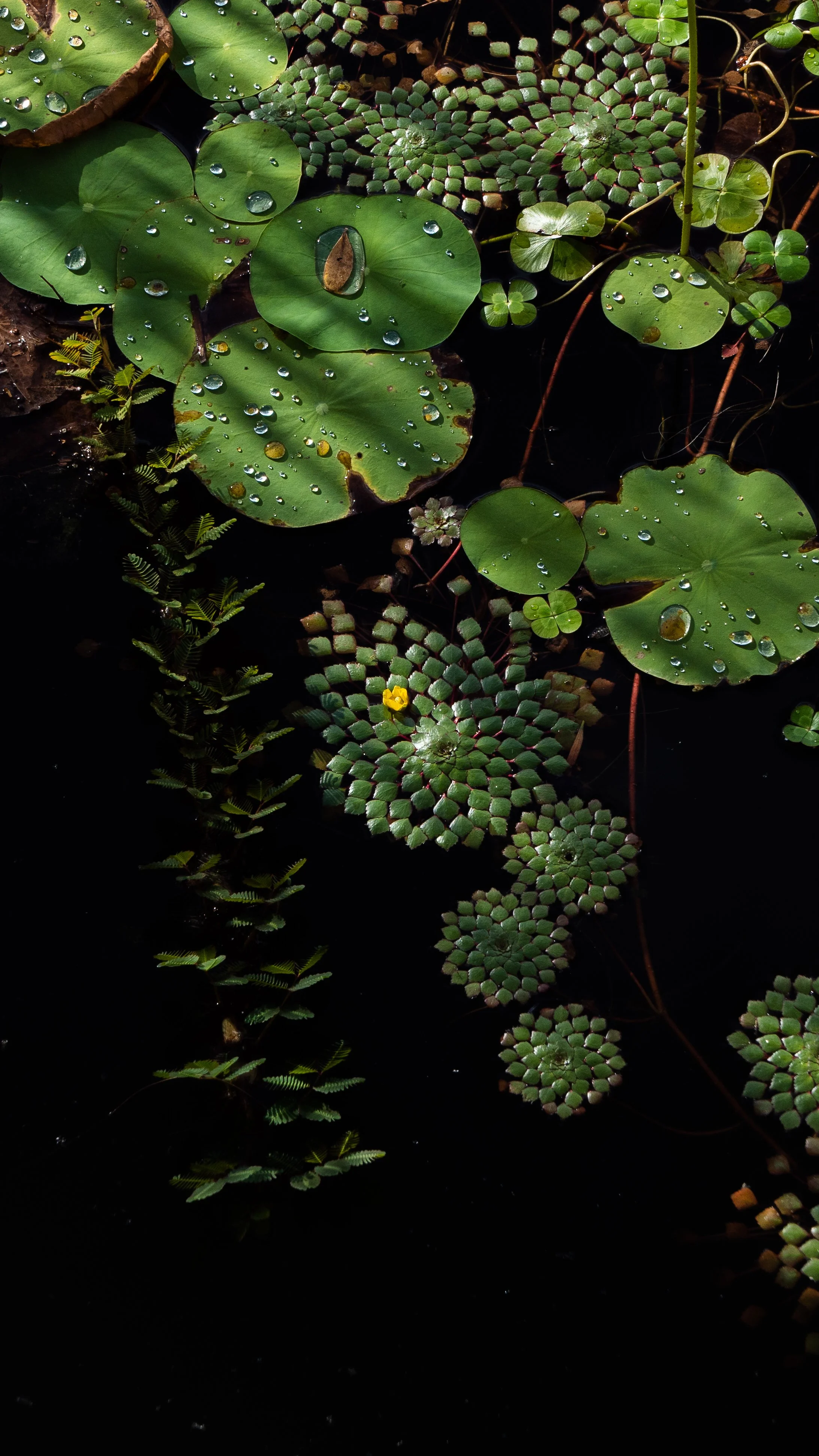 lillies.jpg