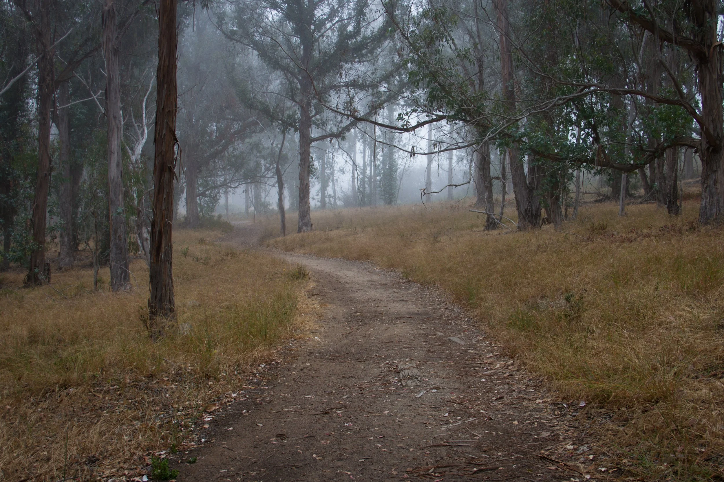 sloforestpath.jpg