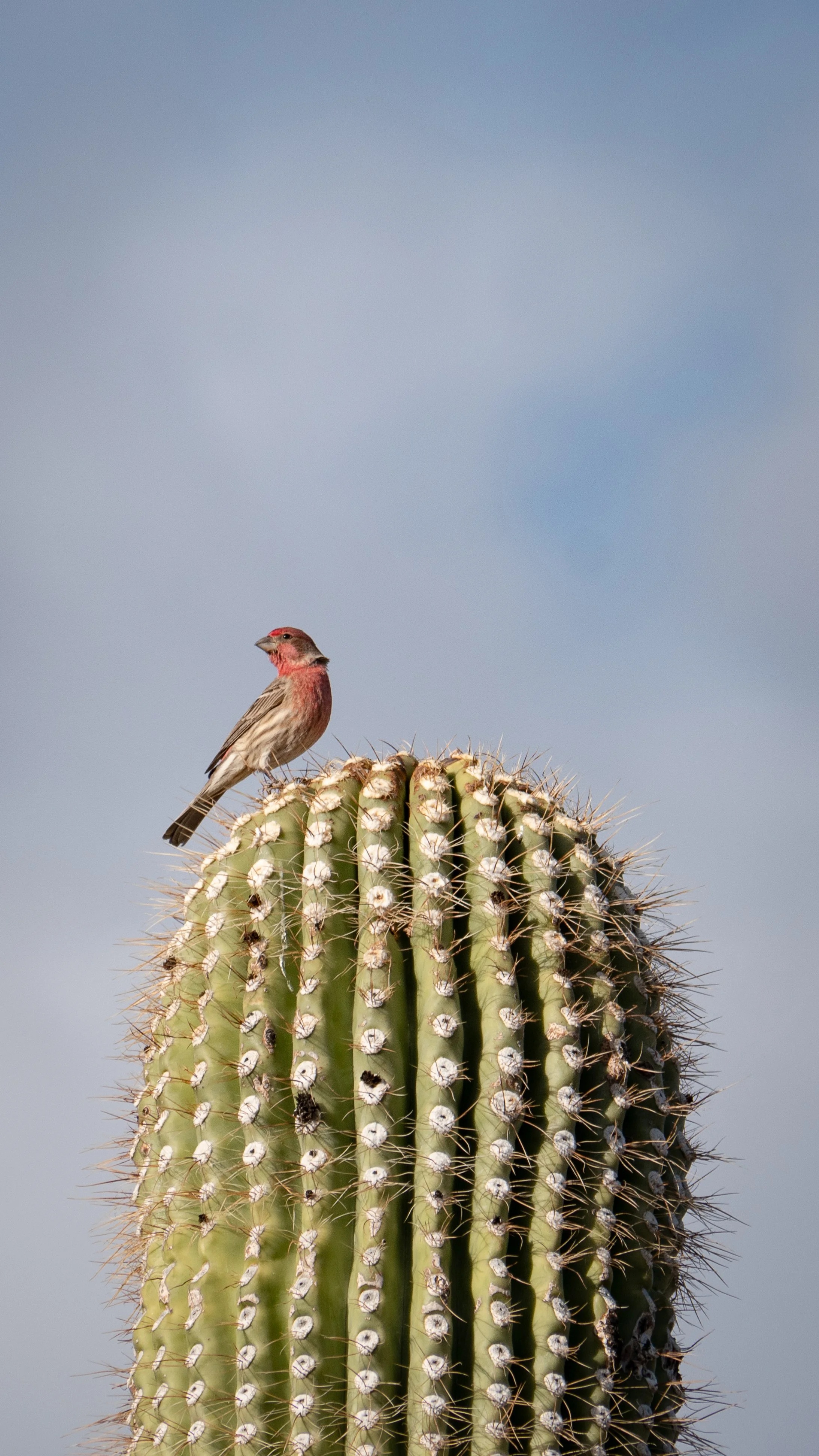 house finch 1.jpg