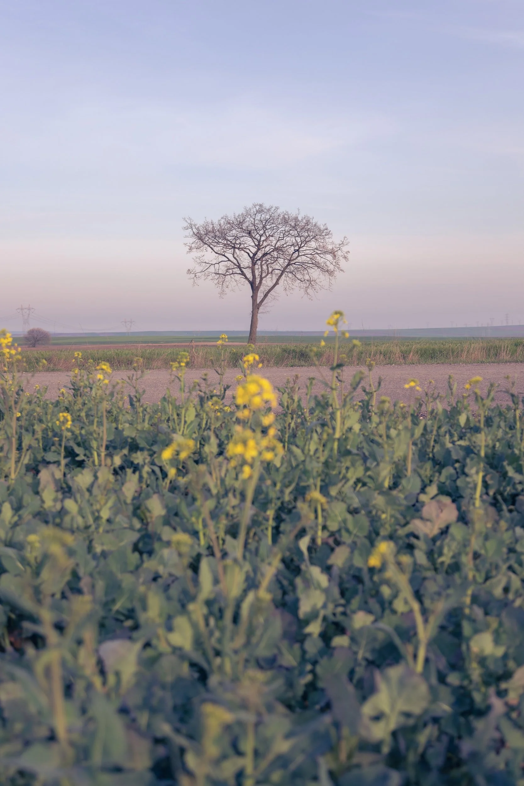 An outside scene with wildflowers in the foreground and a leafless tree in the background.