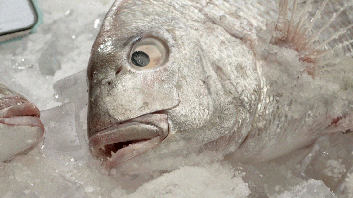 Keeping plenty of fish in the sea