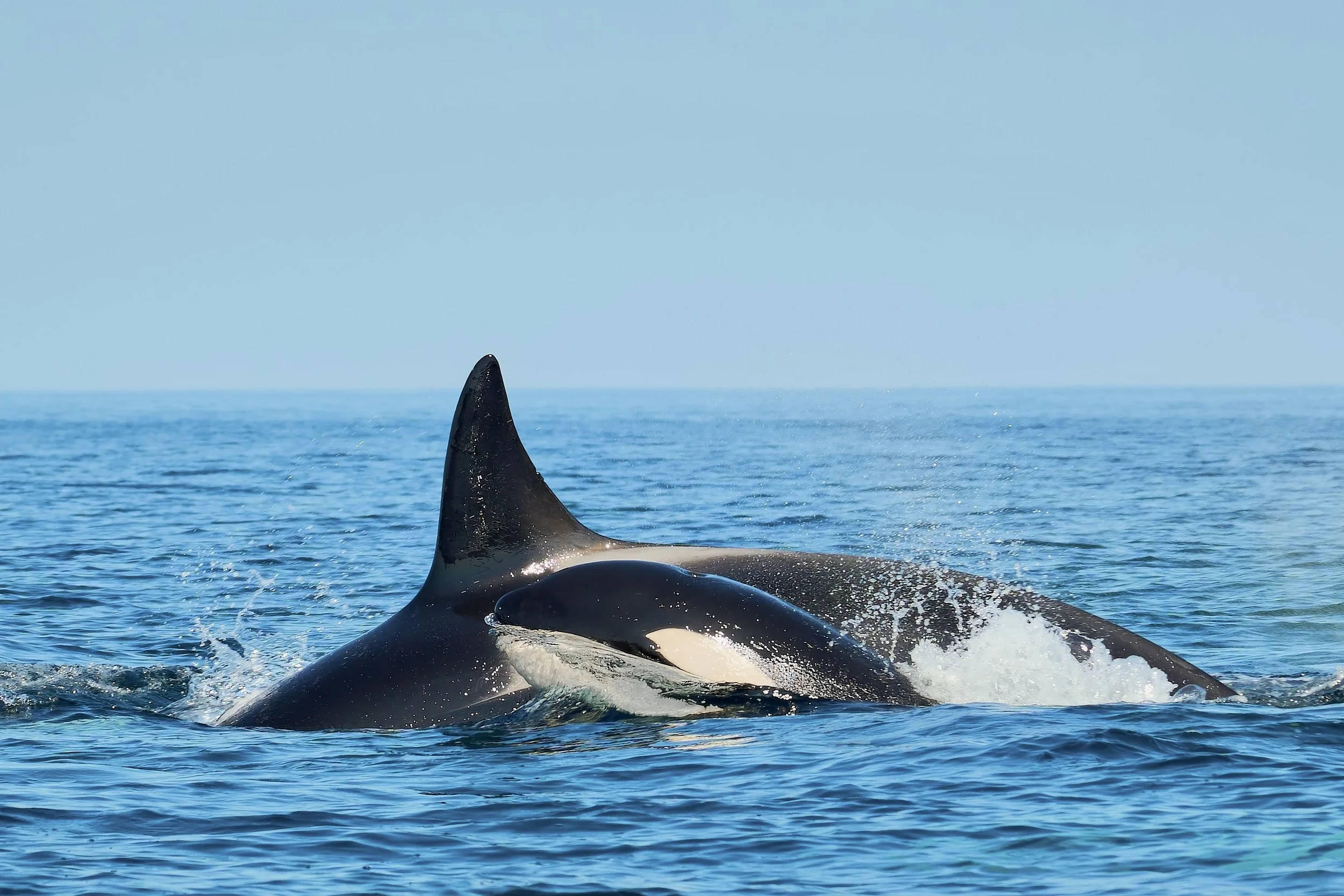Observação Golfinhos em Sesimbra