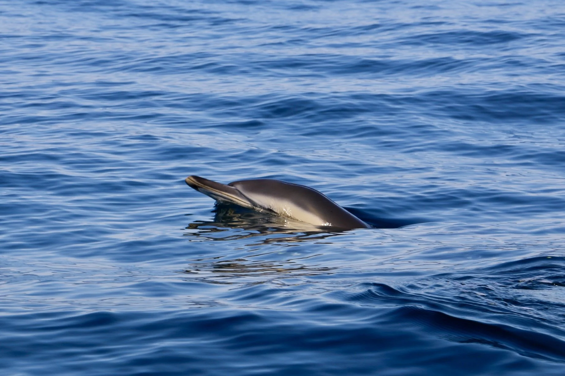 Observação Golfinhos em Sesimbra