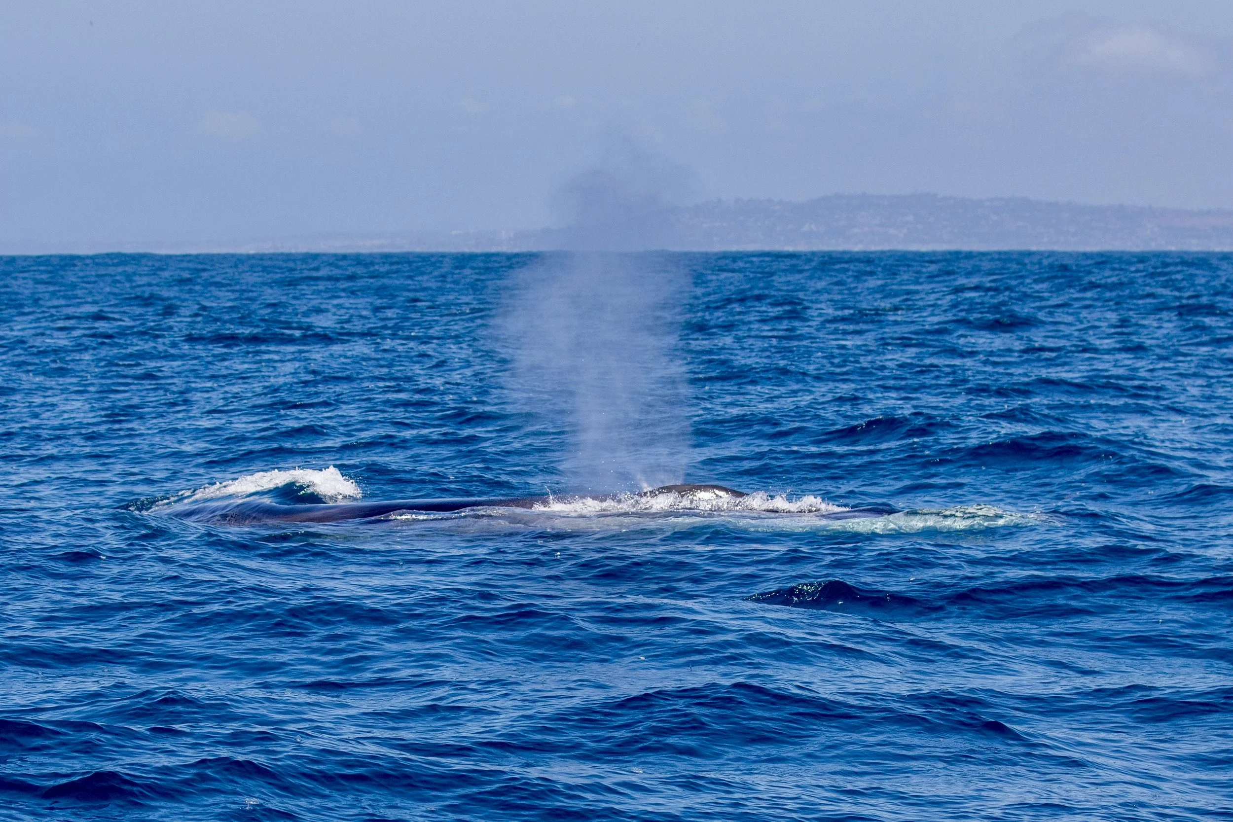 Observação de Golfinhos em Sesimbra