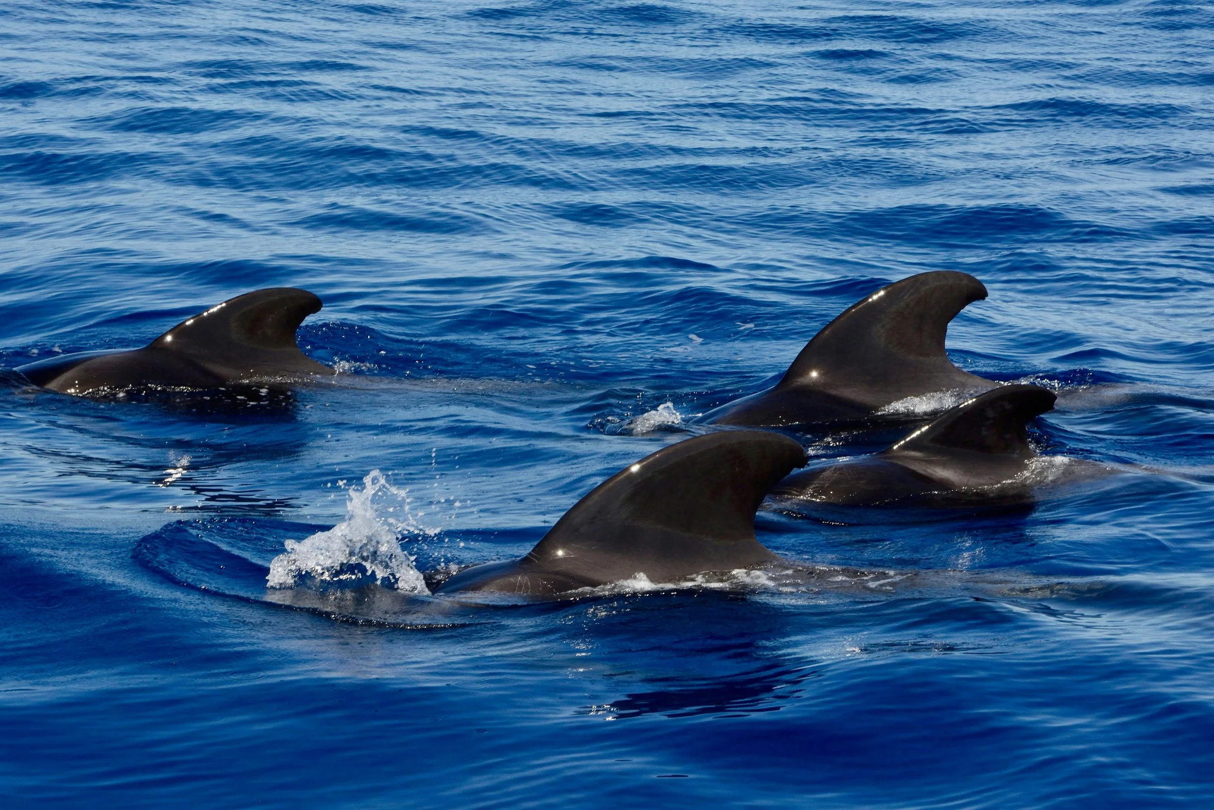 Observação de Golfinhos em Sesimbra