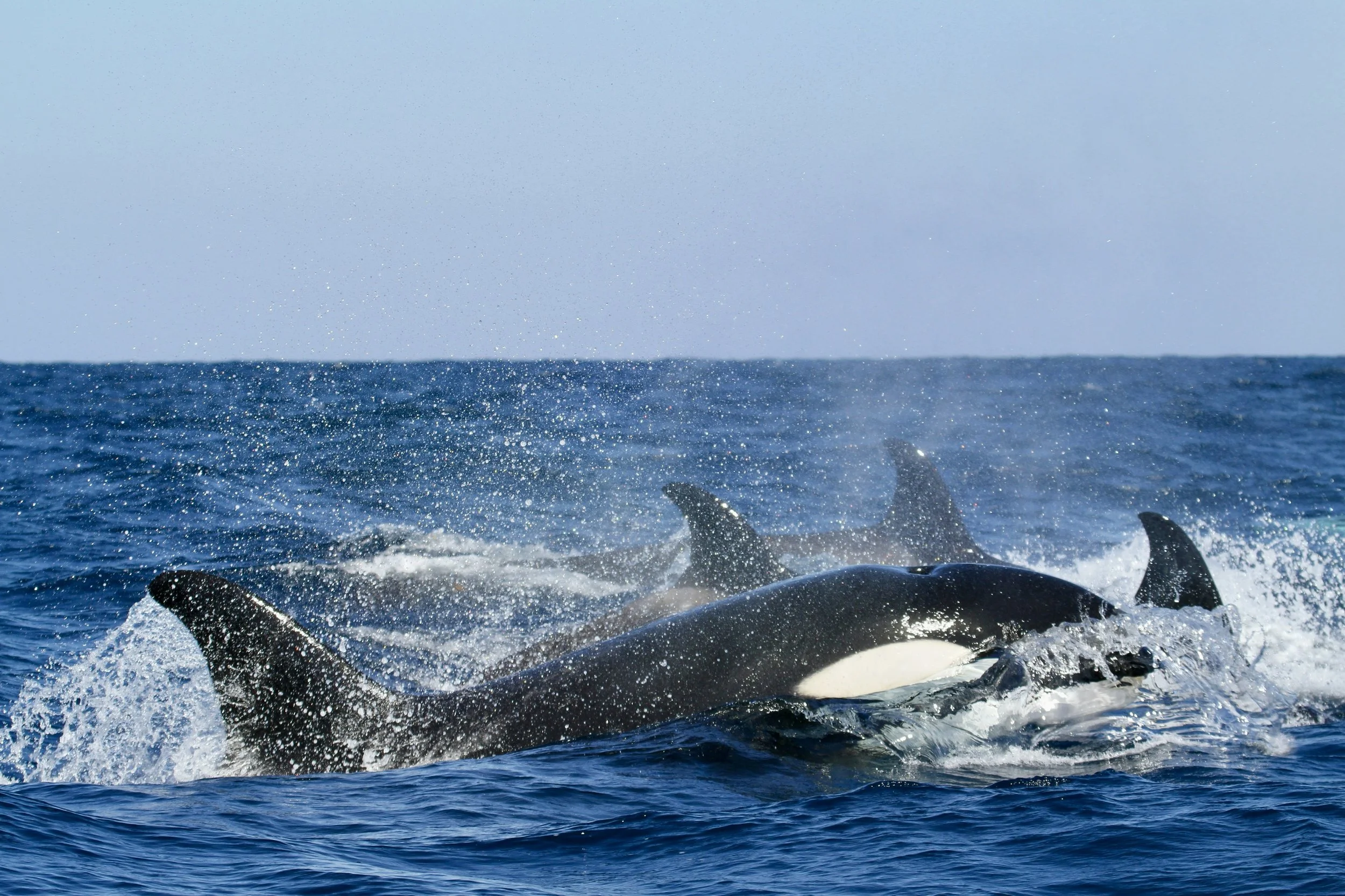 Observação de Golfinhos em Sesimbra